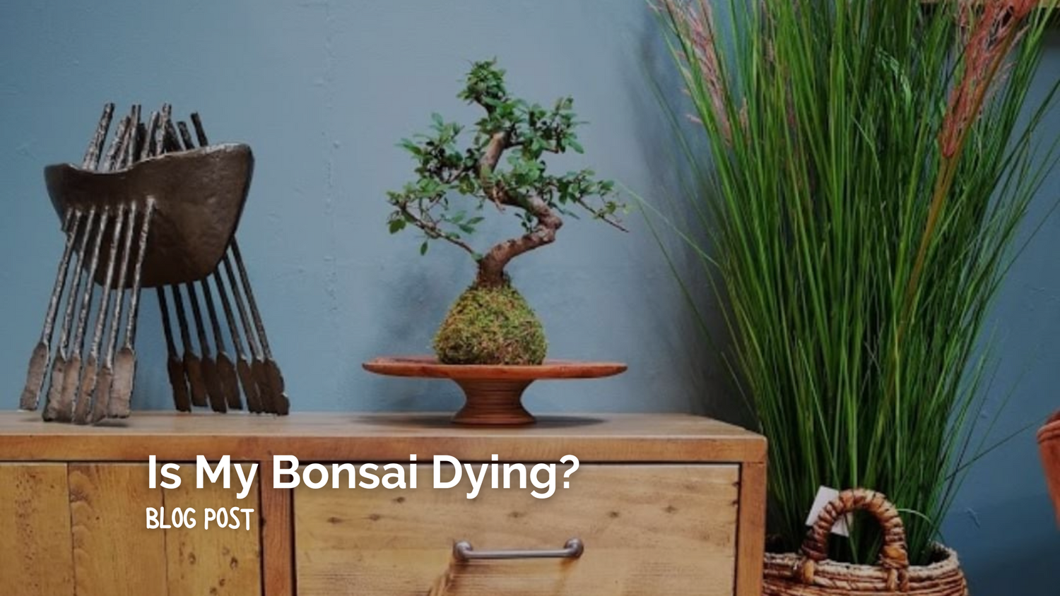 Is my Bonsai Tree Dead?