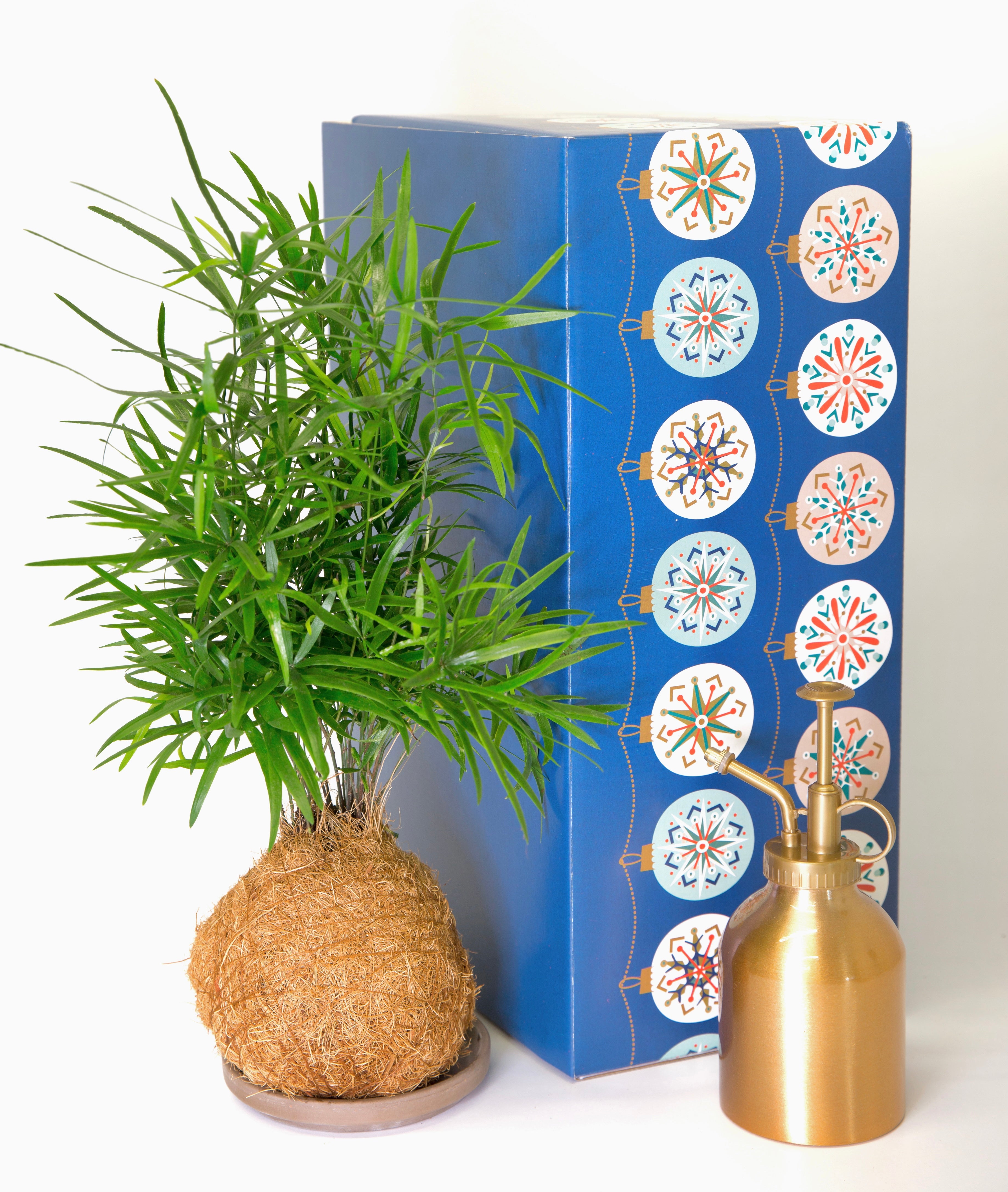 A Perfect Eco-Friendly Christmas Gift for Loved Ones – Tranquil Plants