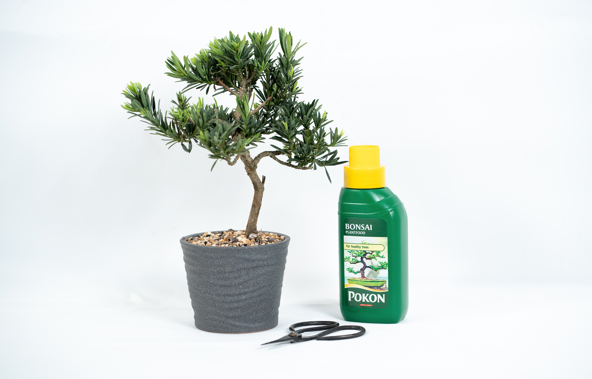 Pruning your Bonsai Tree