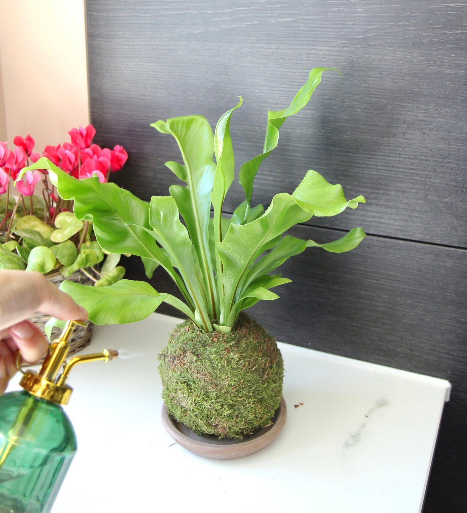 Shop Air Purifying Kokedama Houseplants Online