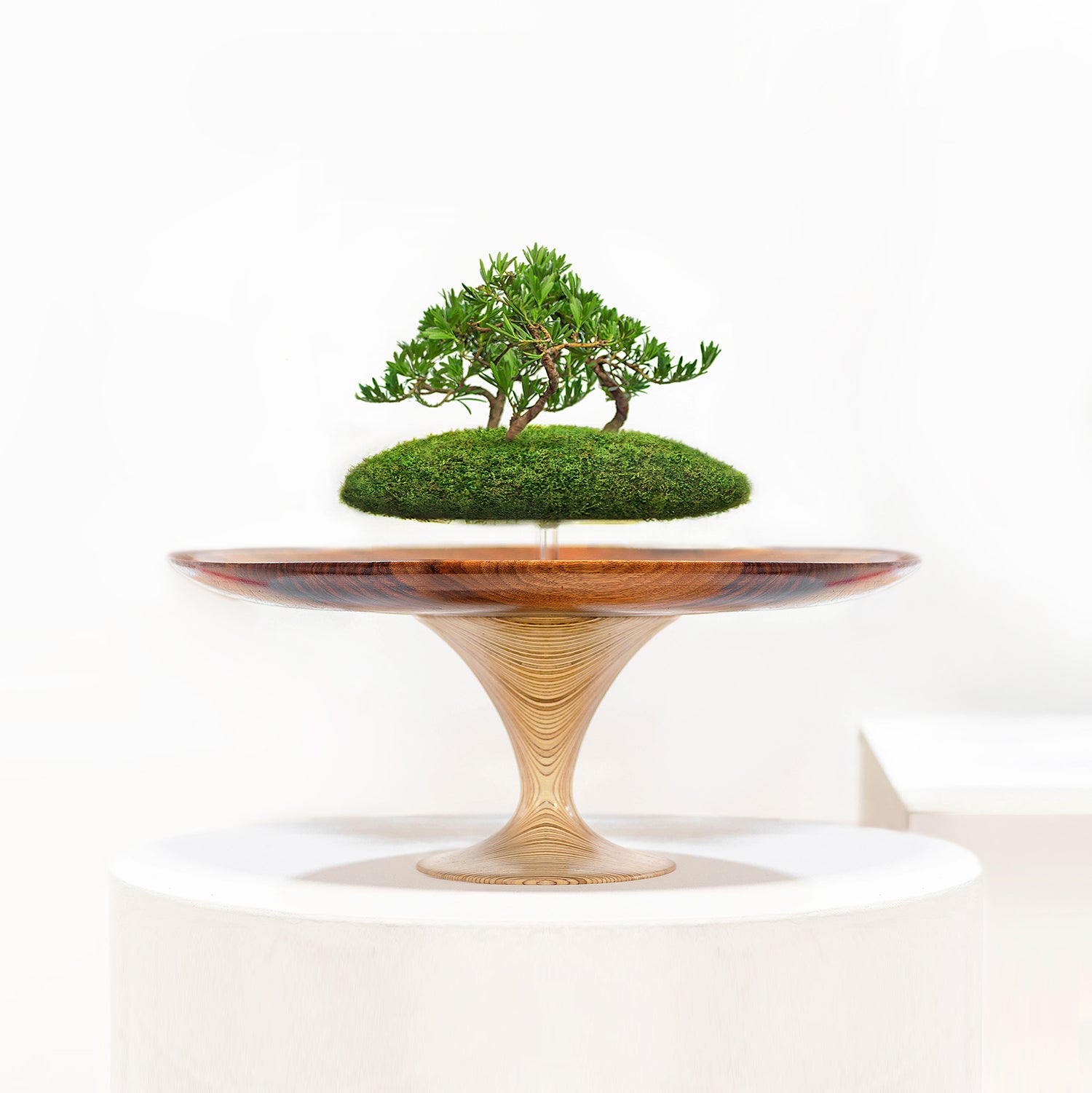 Bonsai Kokedama Deluxe Range