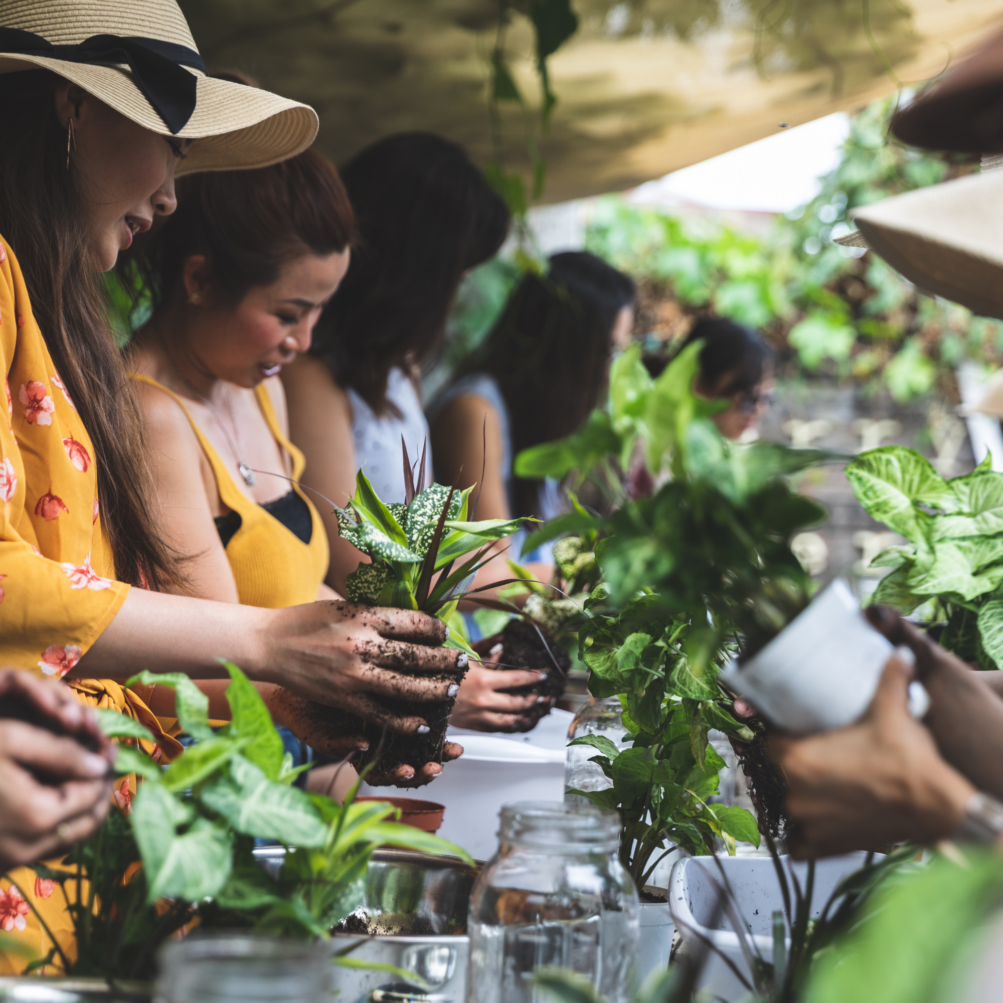 kokedama plant workshop medidation. Tranquil Plants workshops DIY kokedama making