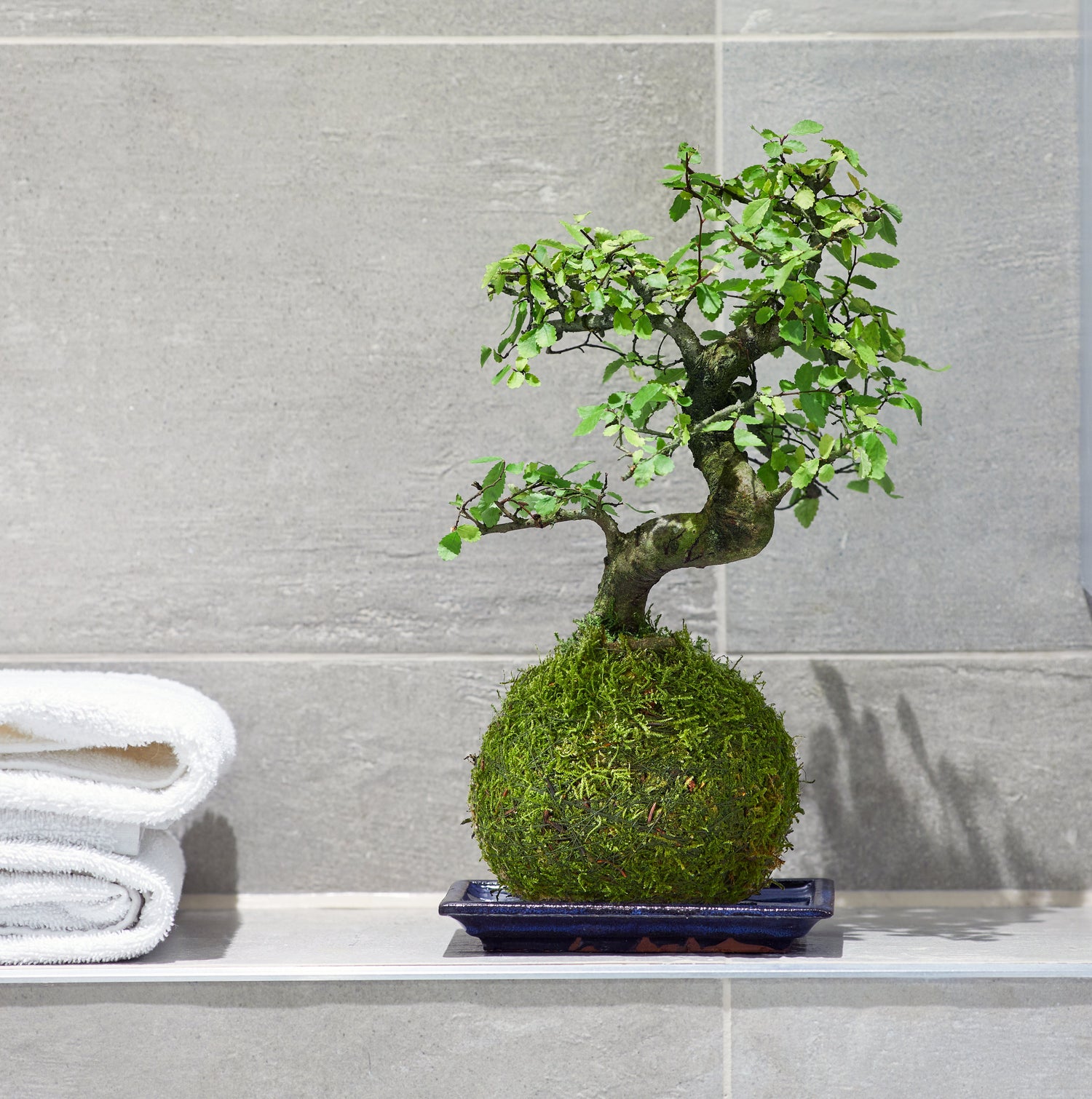 chinese elm bonsai tree uk indoor plants shop online