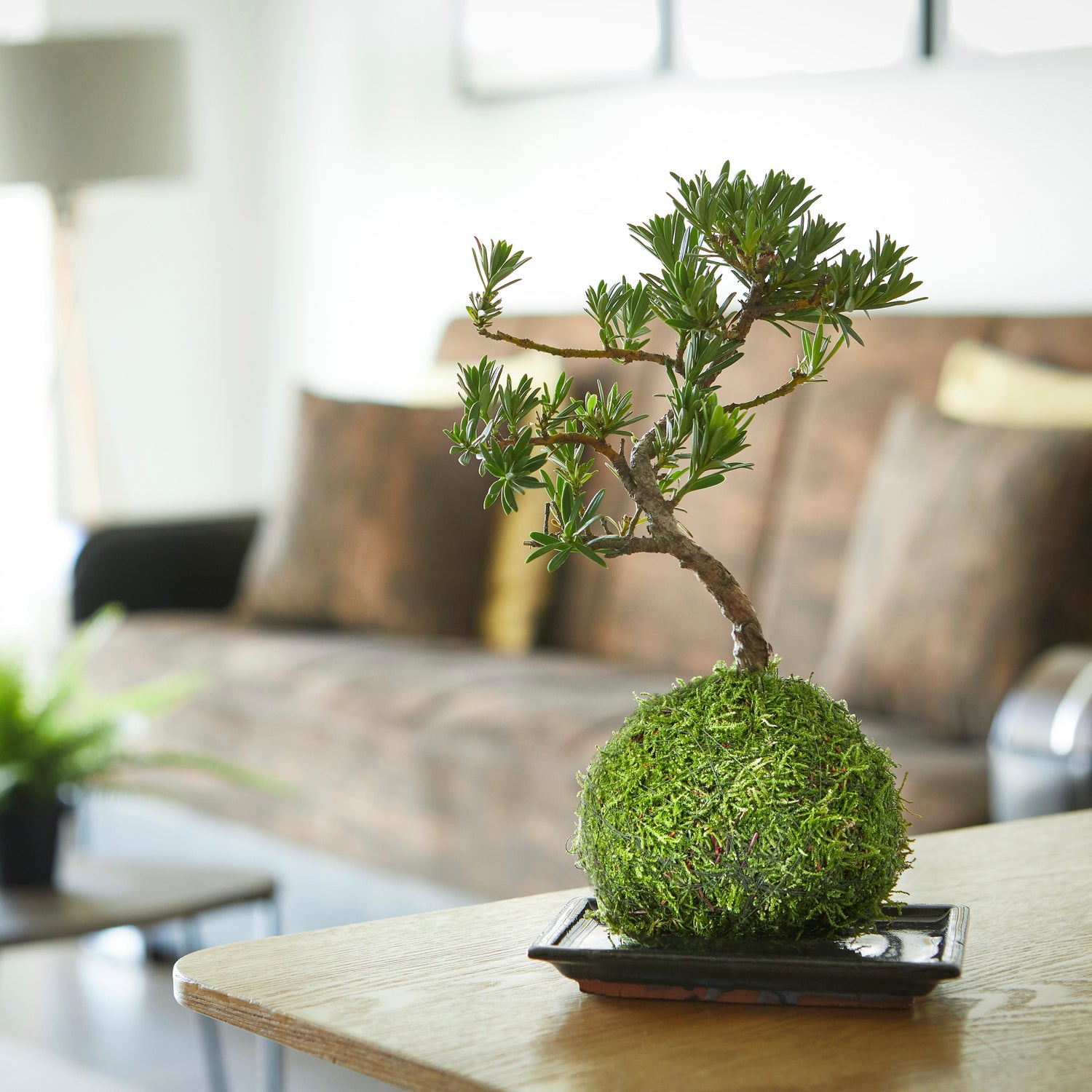 buddhist pine kokedama tranquil plants