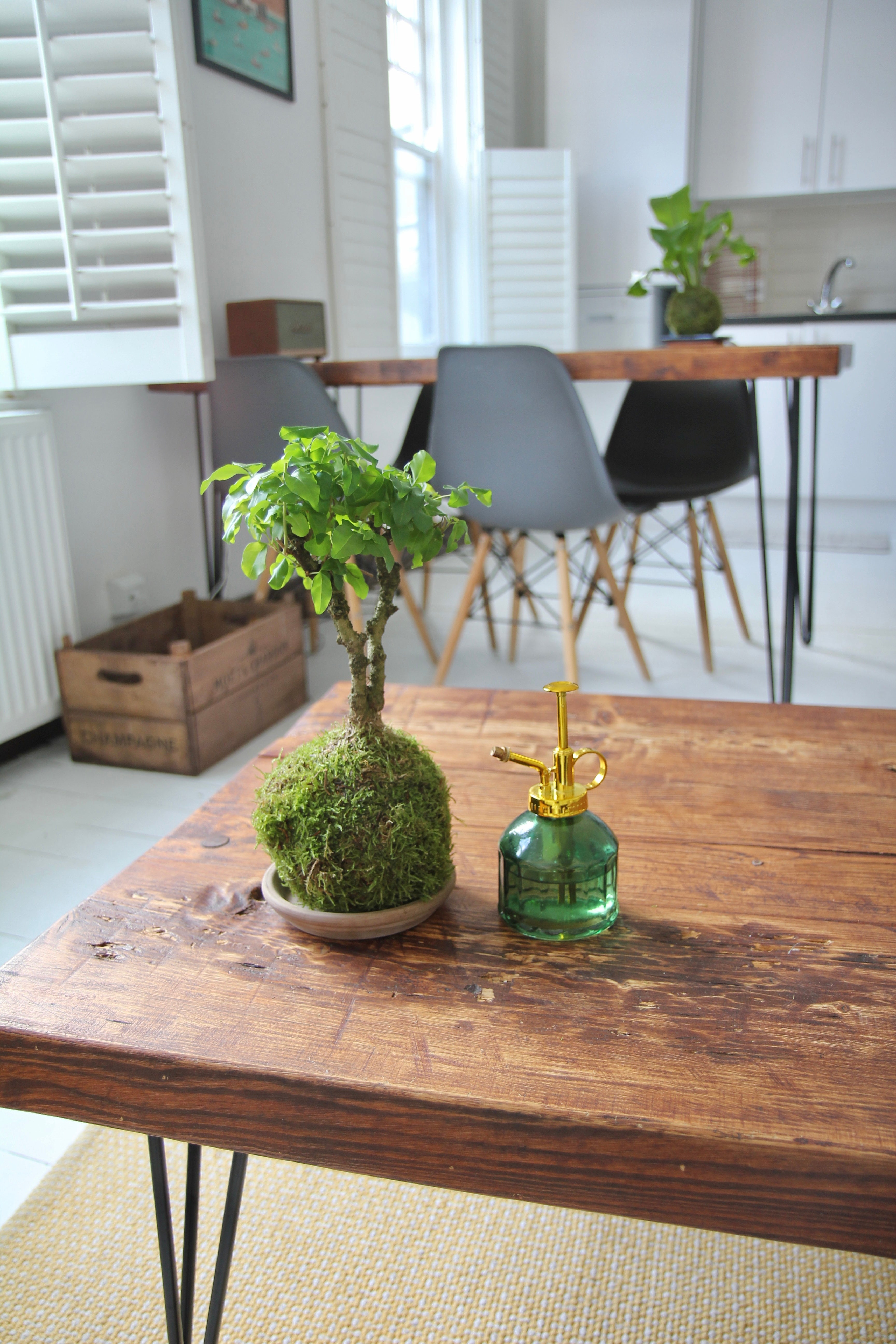 broom style ligistrum bonsai tree wrapped in live moss to create Kokedama