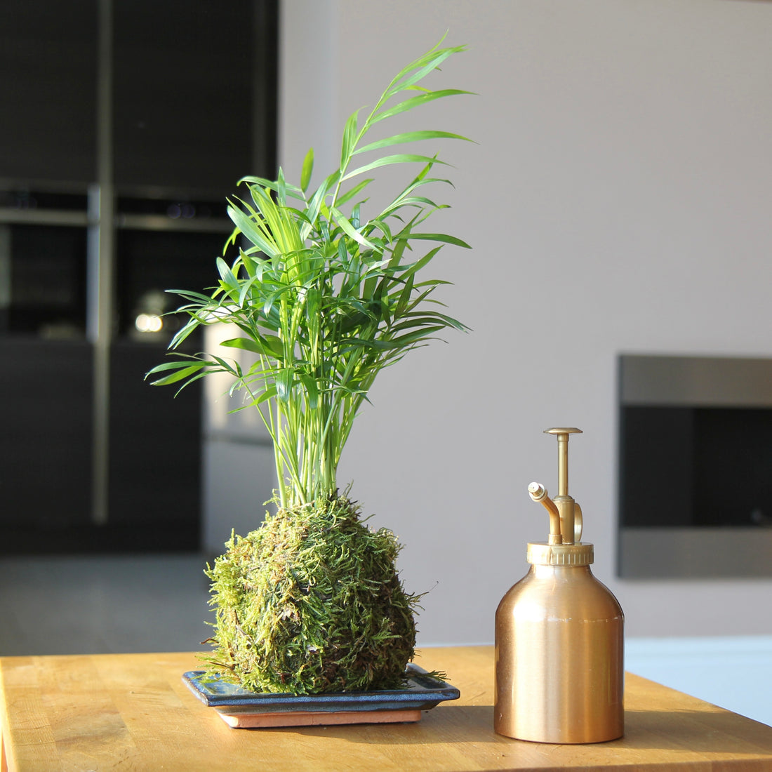 Best Selling Parlour Palm Moss Kokedama Houseplant Indoor Plants