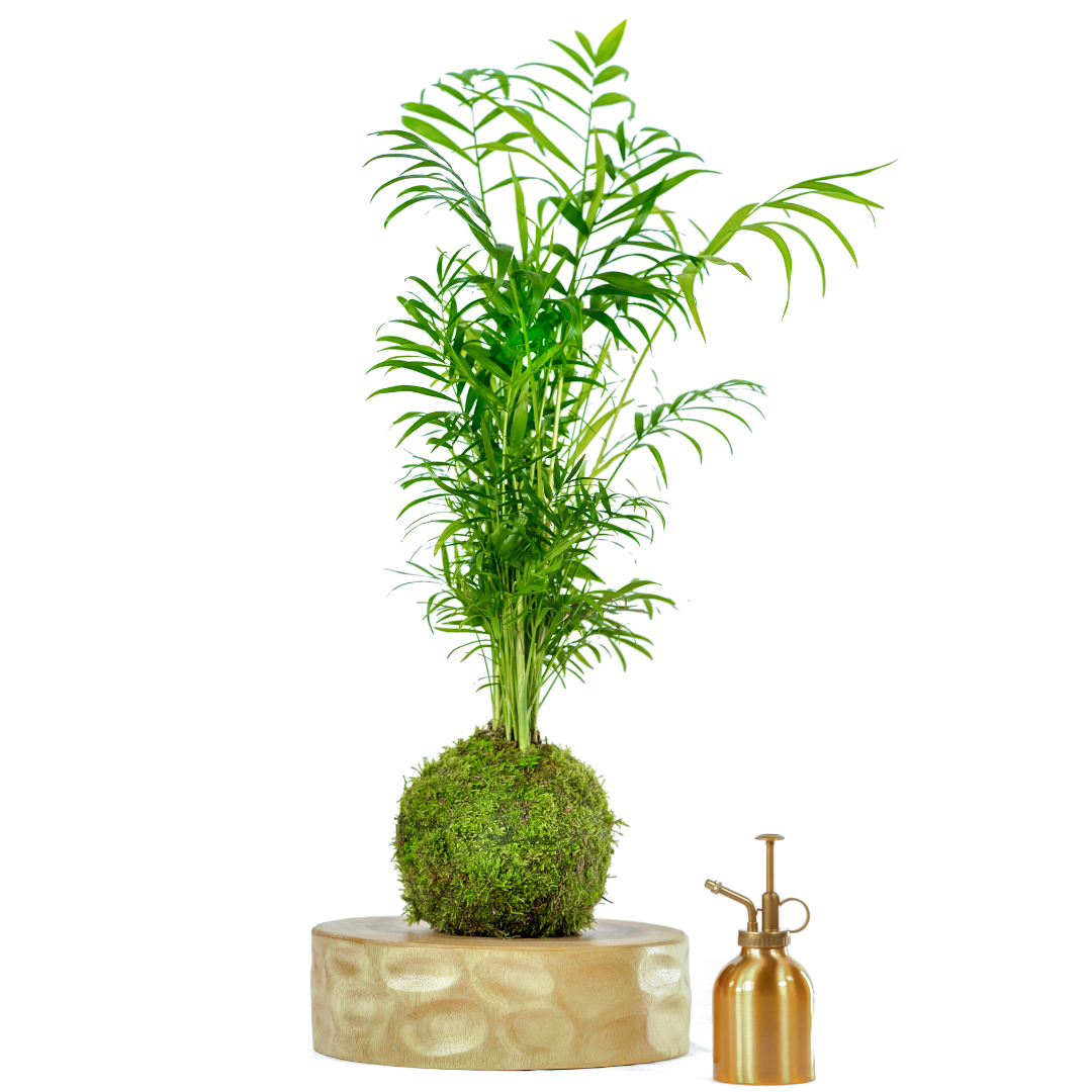 Big Palm Moss Kokedama Tranquil Plants