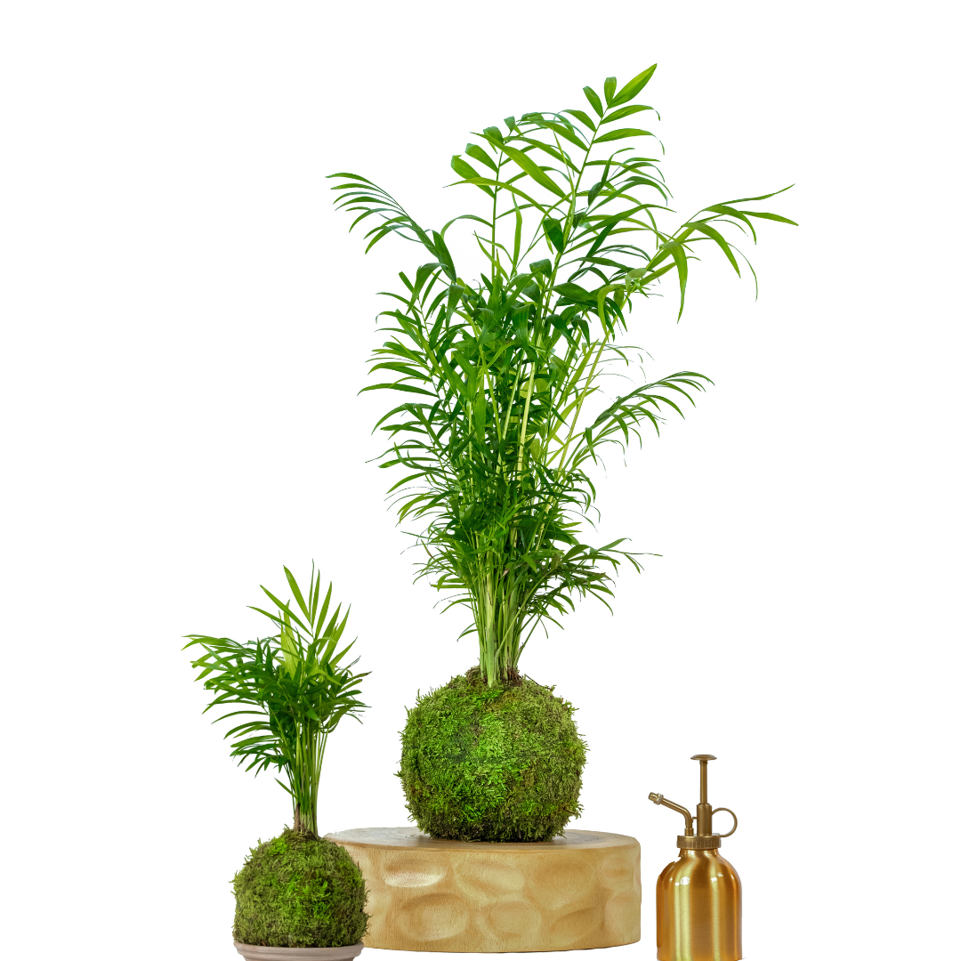 Big Palm Moss Kokedama Tranquil Plants