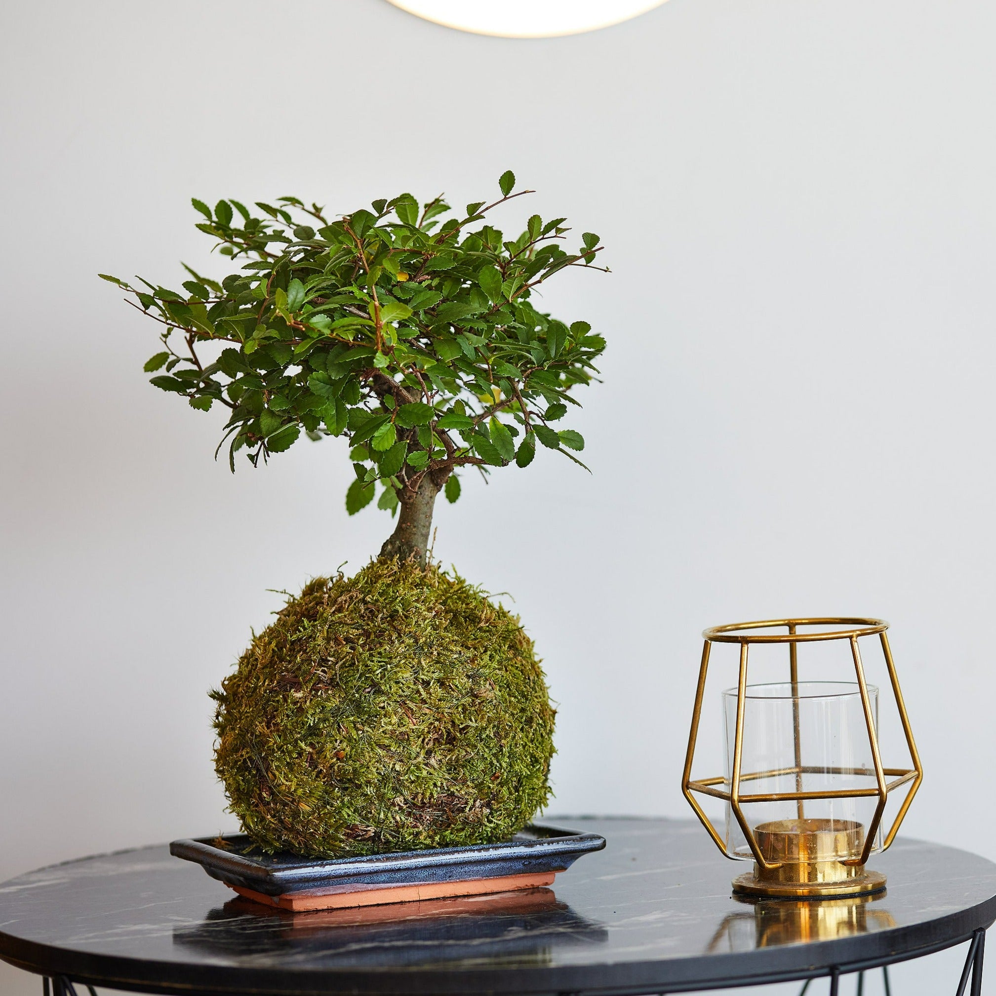 broom style chinese elm bonsai moss kokedama