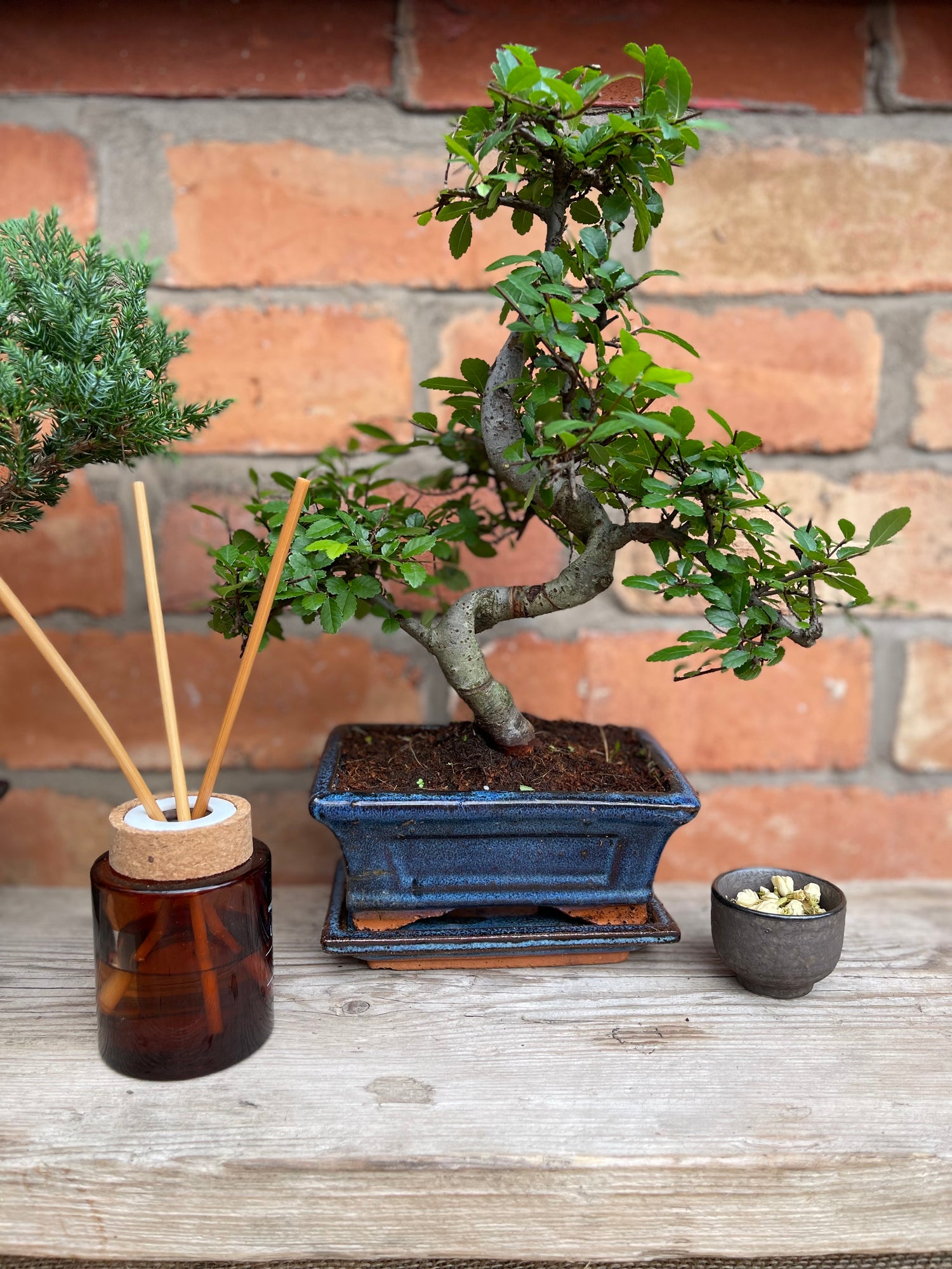 15cm Chinese Elm Bonsai tree indoor plant in blue pot