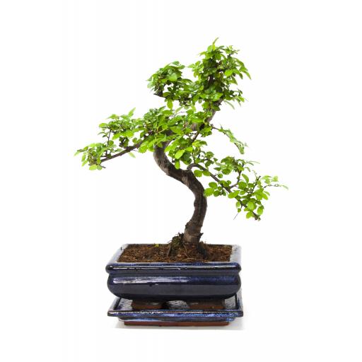 15cm Chinese Elm Bonsai Houseplant in Blue Pot