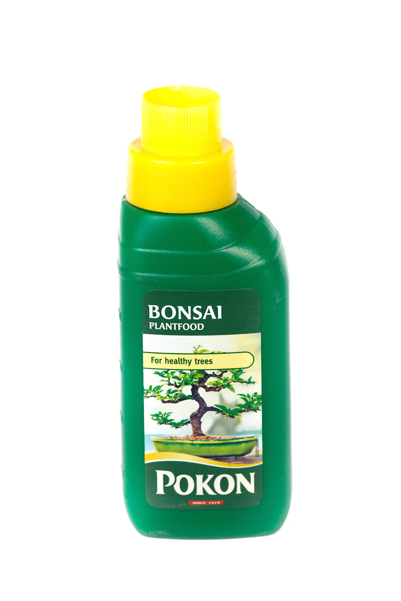 Chinese Elm Beginner&