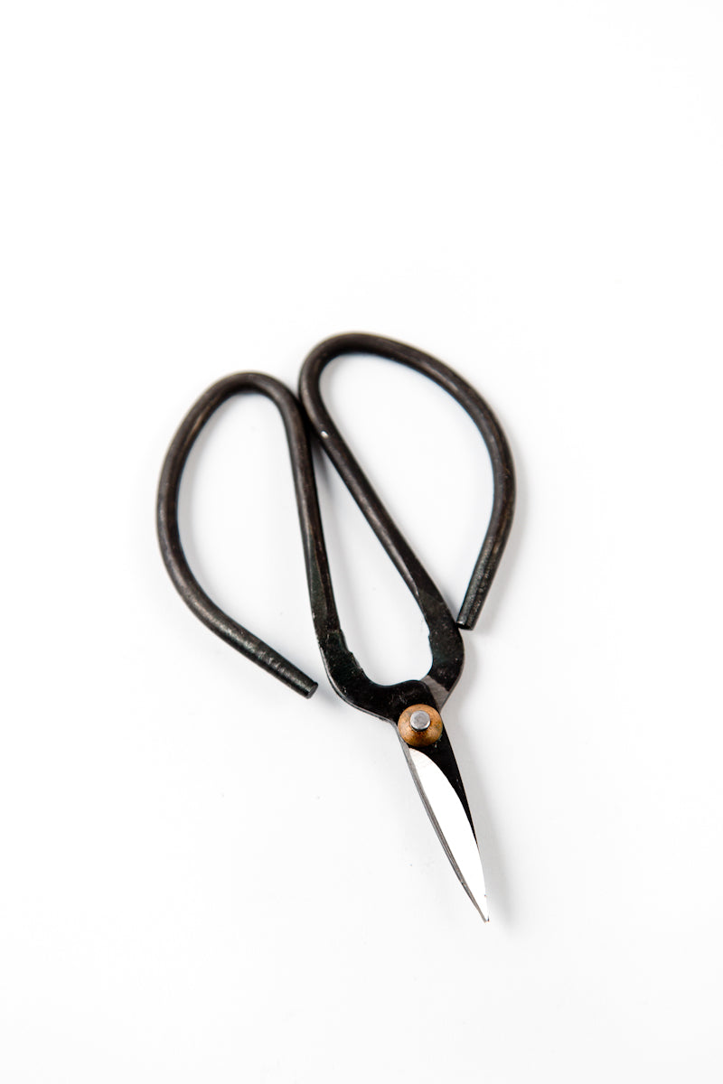 Chinese Elm Beginner&