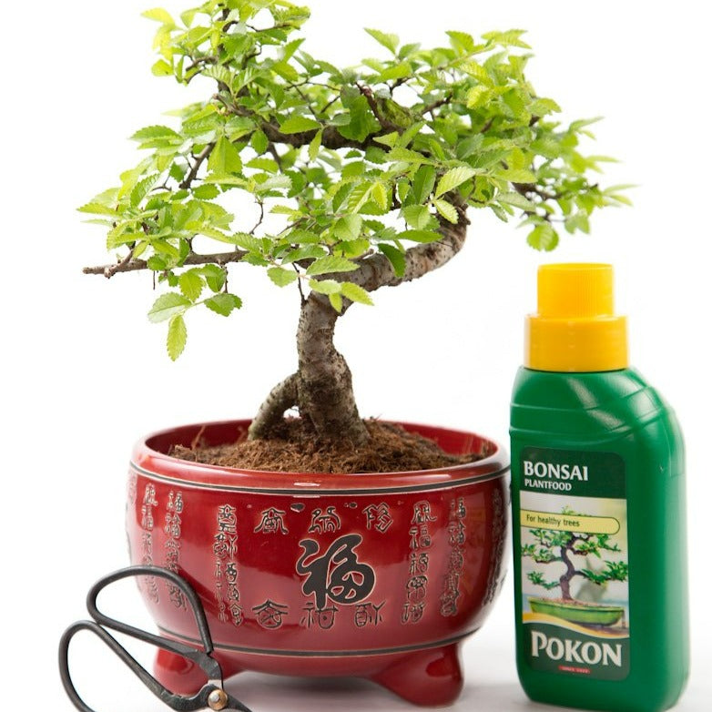 bonsai tree pots uk Chinese Elm Beginner's Bonsai Kit