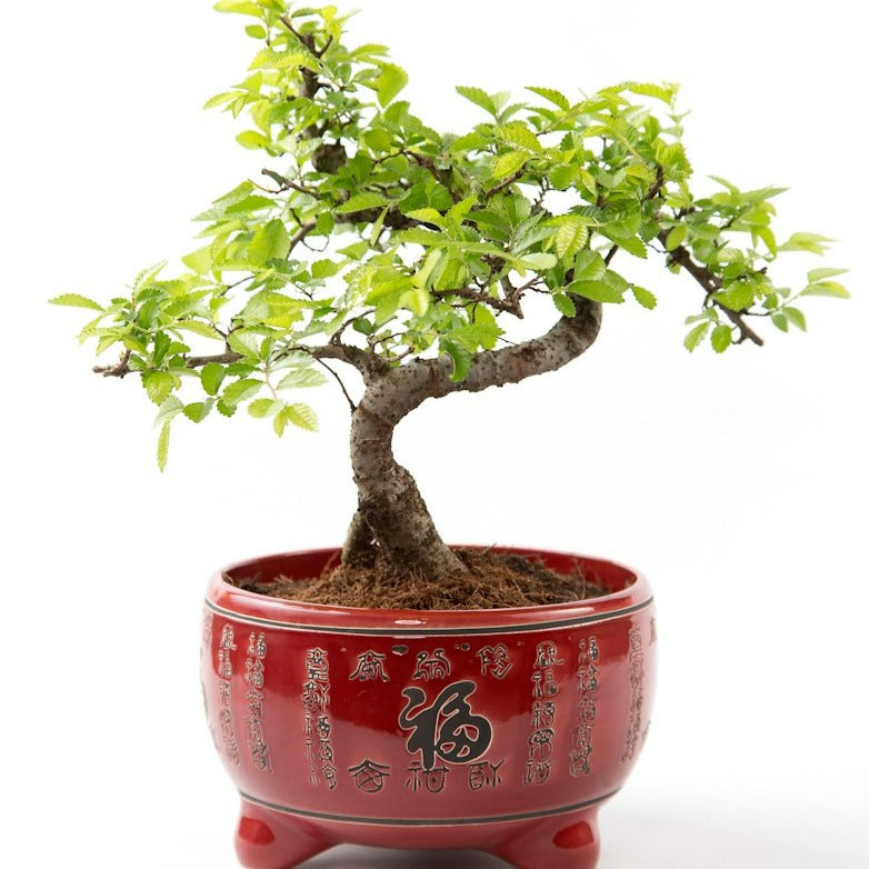 ChineseElm Beginners Bonsai in Red Japanese Pot
