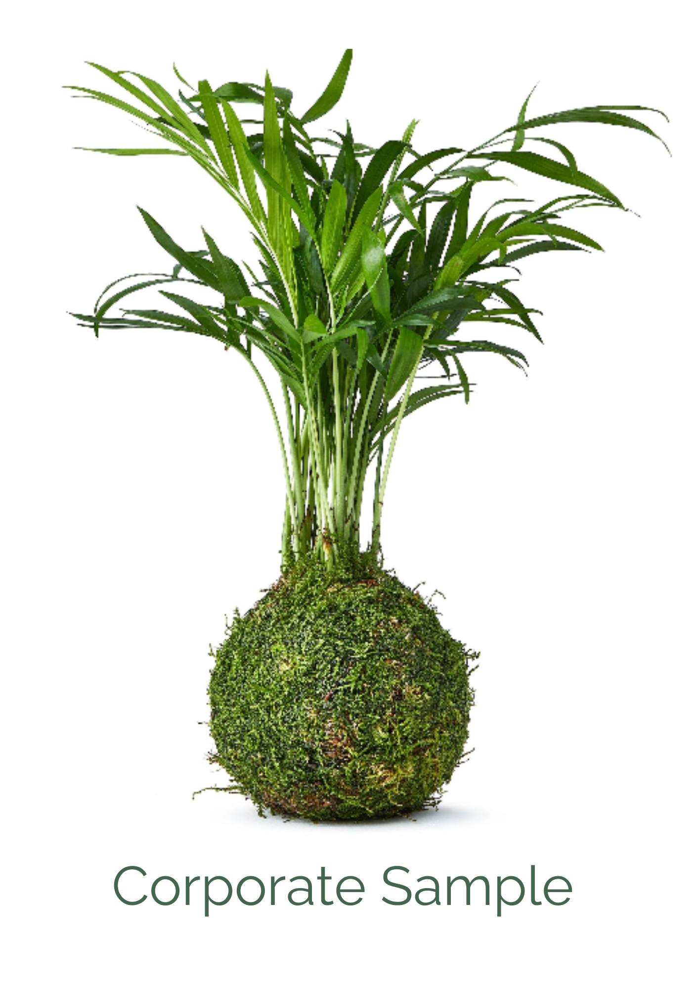 Corporate Gift Bundle (10 pack) - Parlour Palm Moss Kokedama with Tray & Wooden Logo £24.99 each
