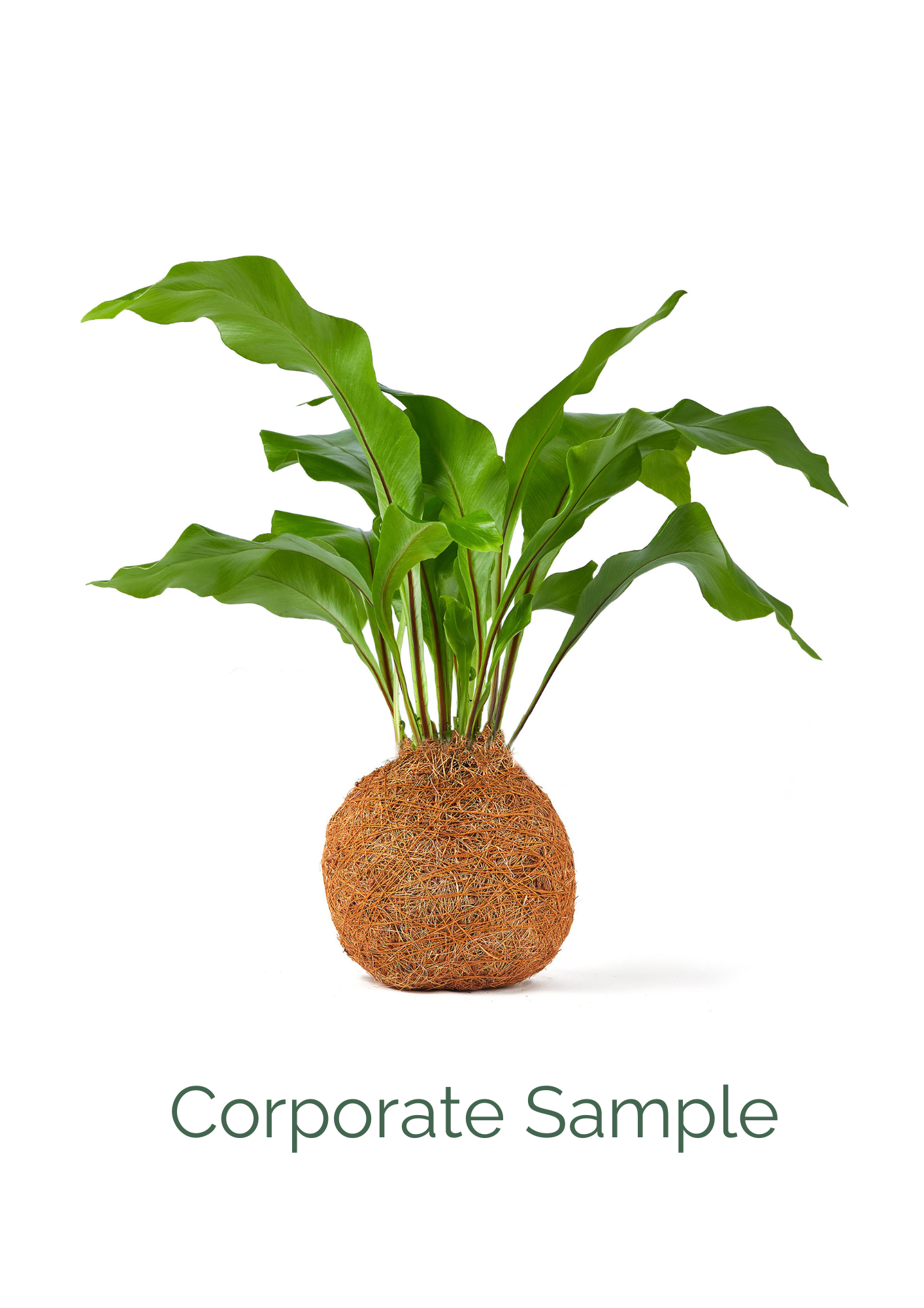 Corporate Gift Bundle (10 pack) - Bird&