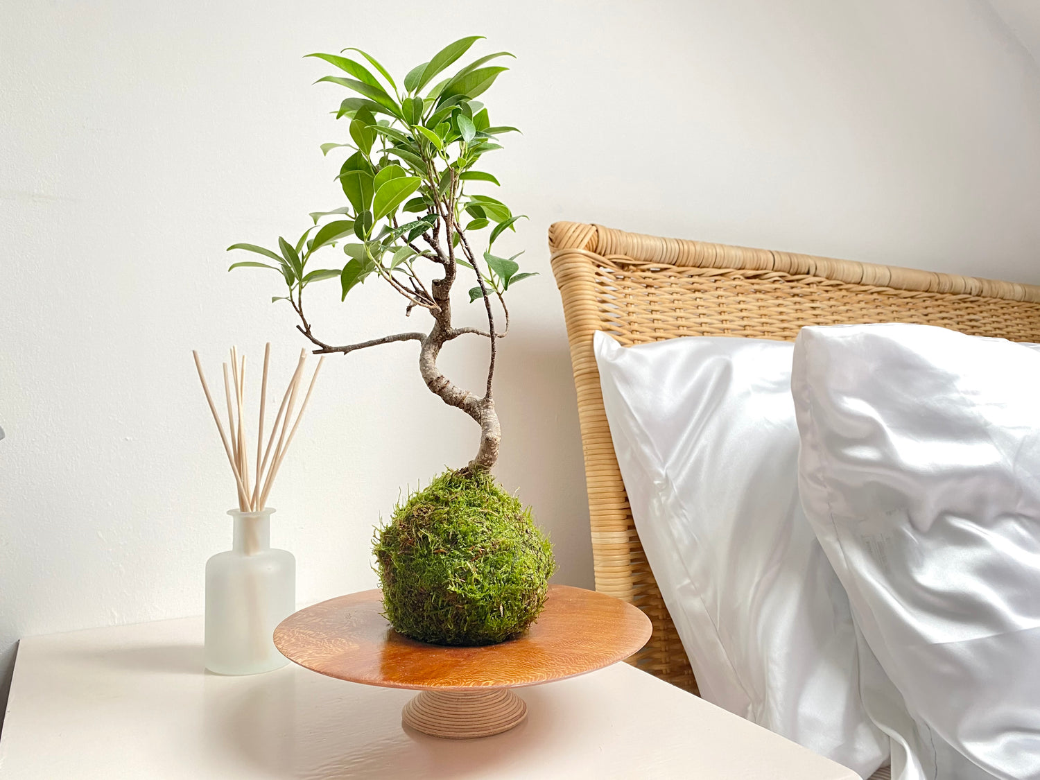 ficus ginseng bonsai tree indoors uk plants