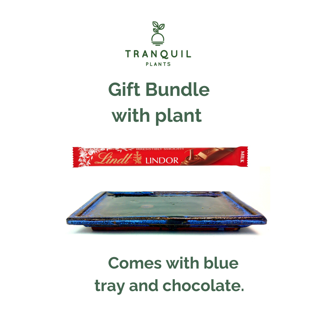 blue gift tray, chocolate, gift bundle