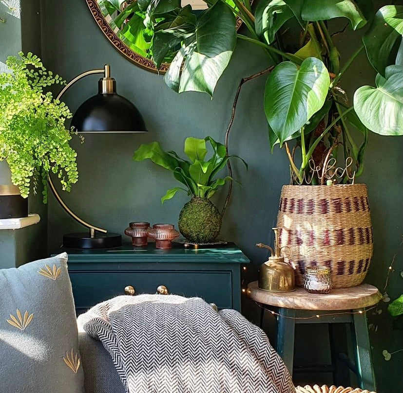 Indoor Plants Houseplants Bonsai Monstera Kokedama Birds nest fern