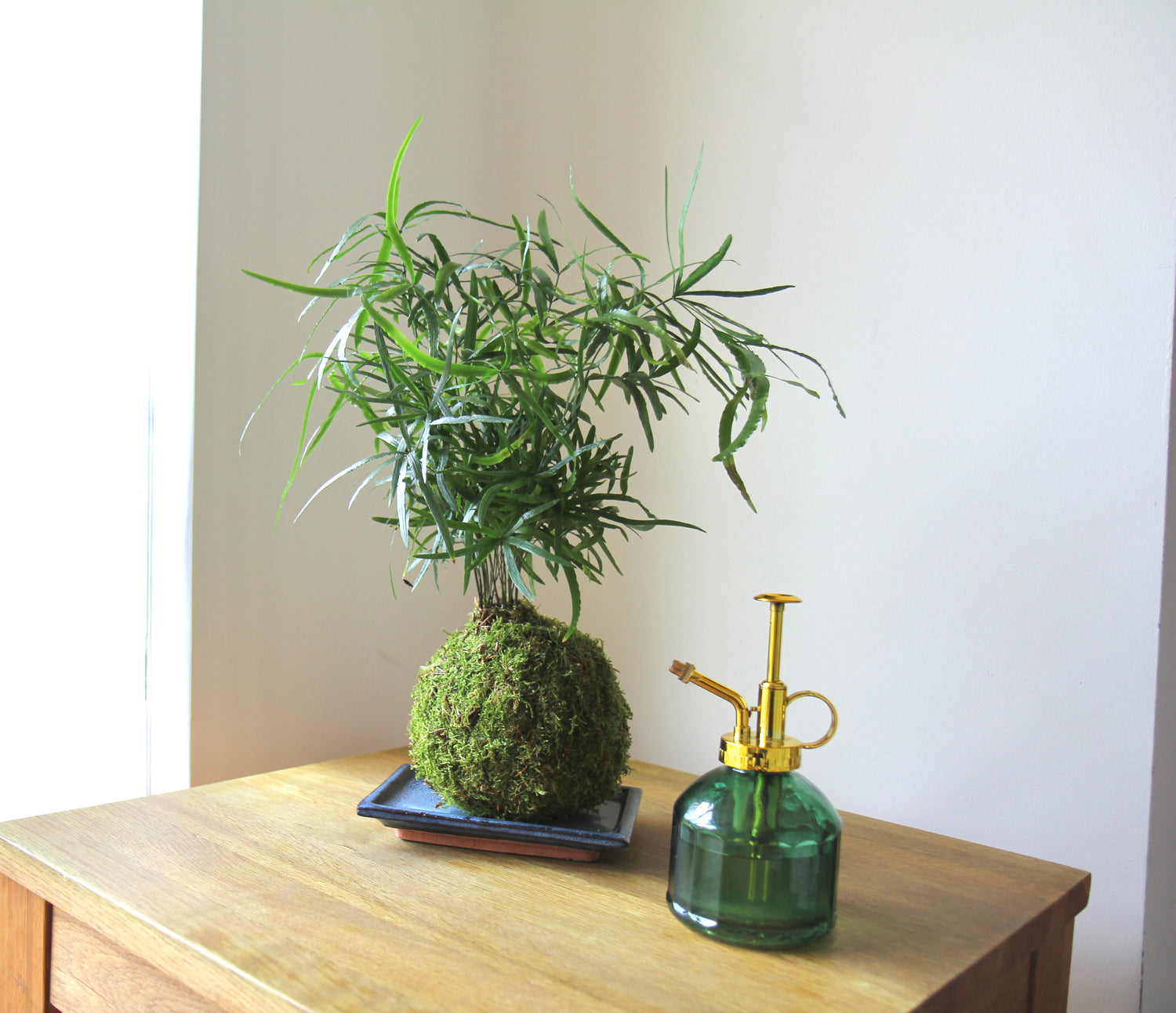 Falcatus fern moss kokedama houseplant with green spray bottle