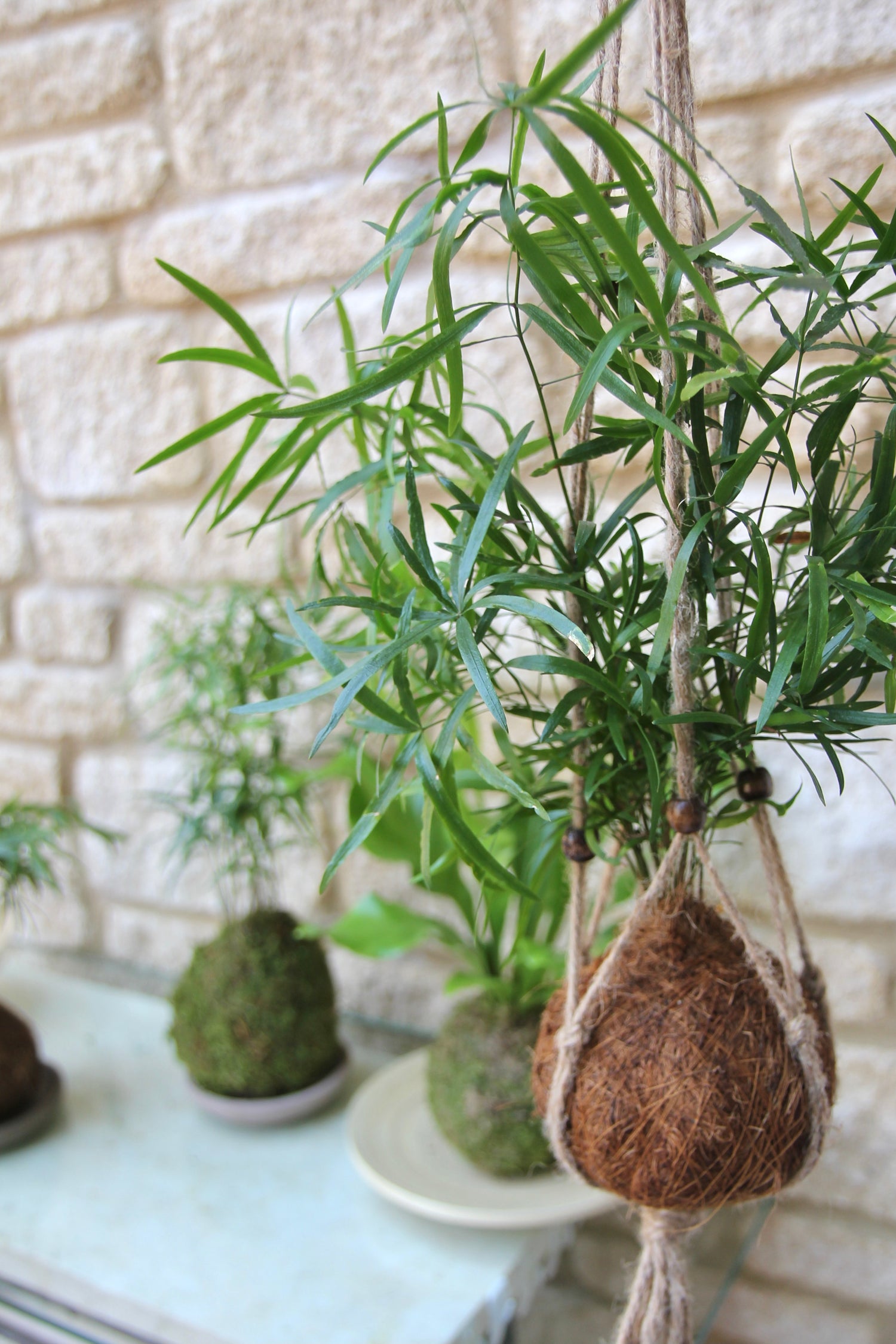 japanese string garden houseplants kokedama japanese inspired