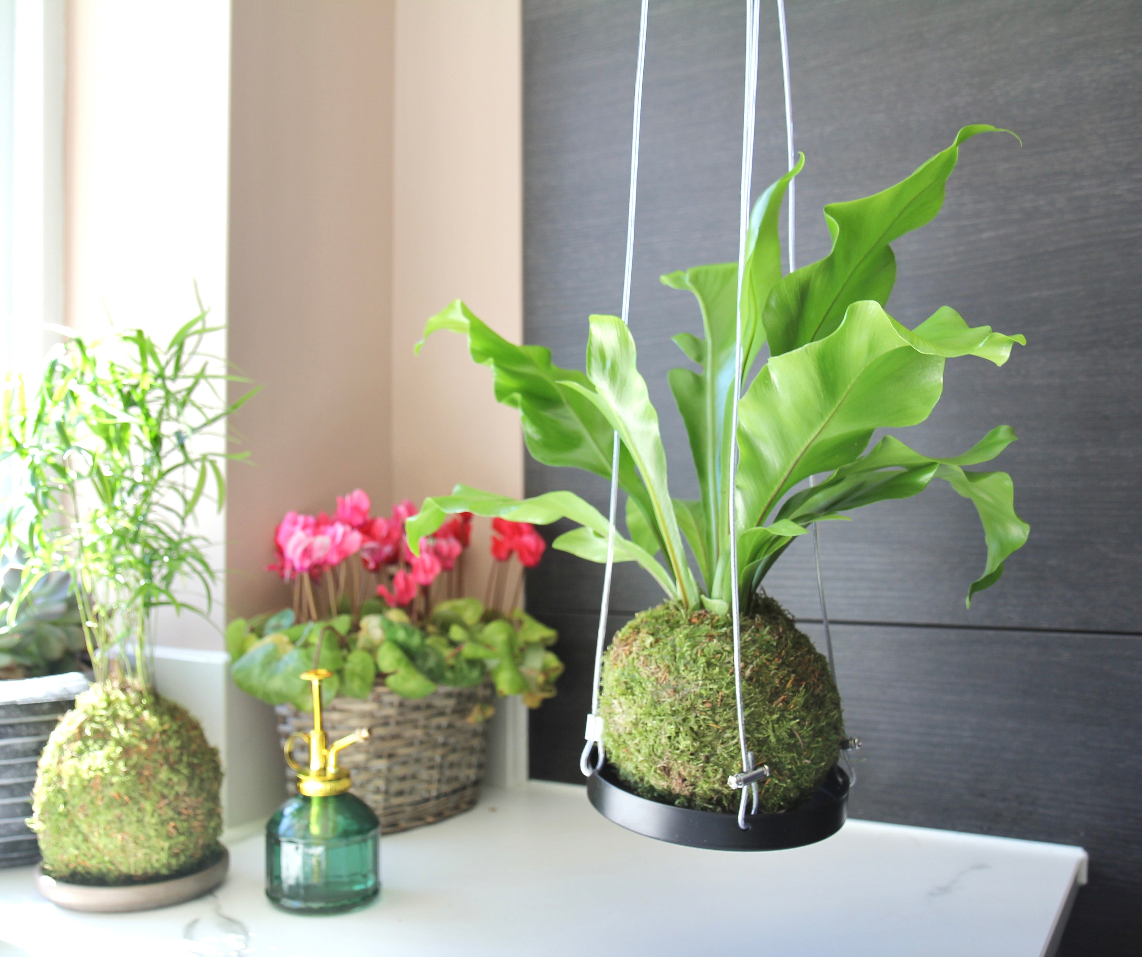 hanging birds nest fern plant houseplant by tranquil plants. summer nature pretty easy care plant