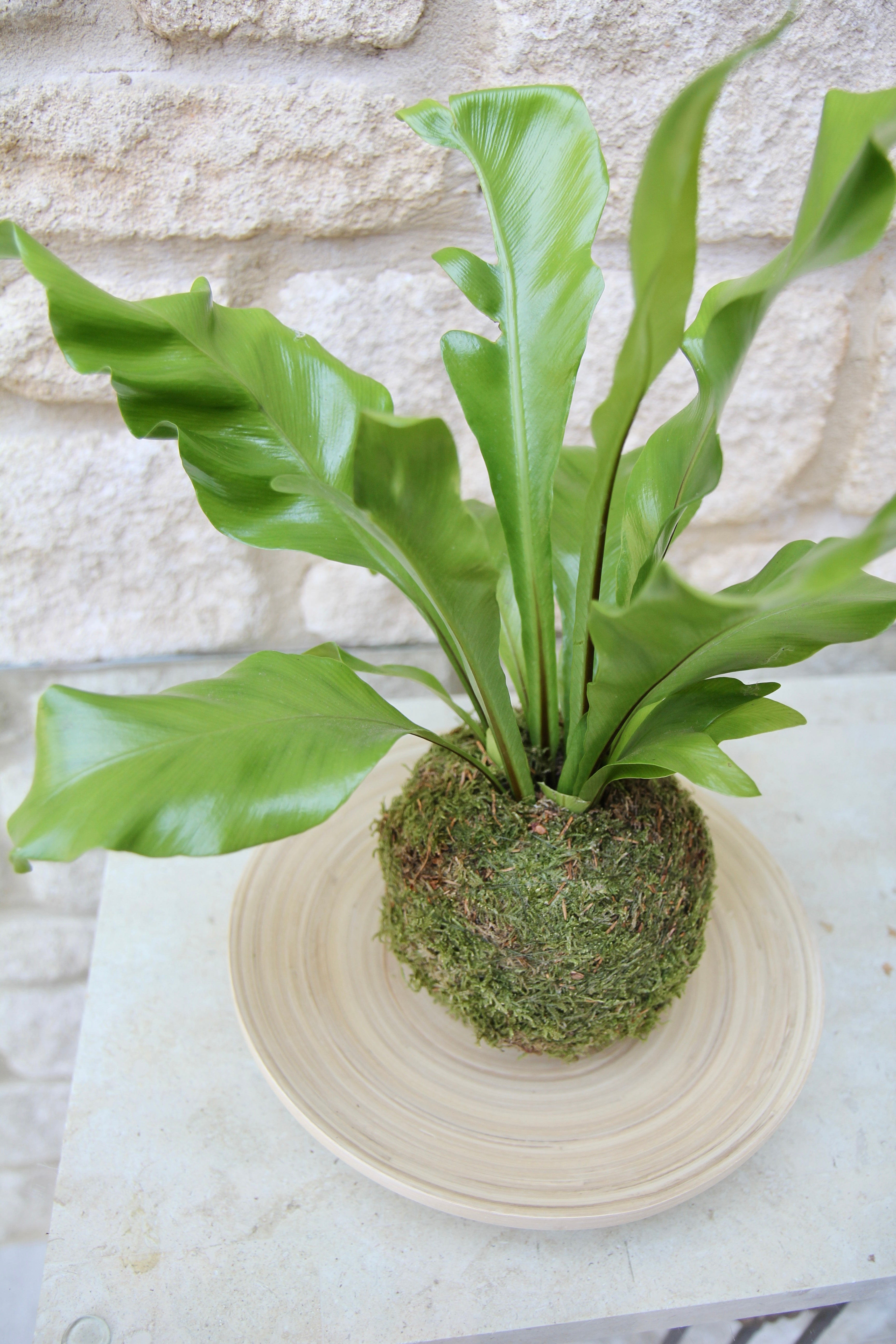 birds nest fern tranquil plants. Round bamboo tray eco friendly. Easy care houseplant indoor plant.