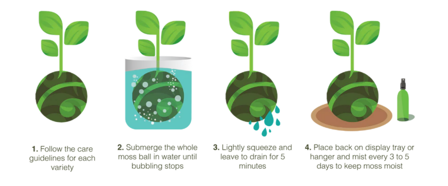 how to water Kokedama plants tranquil plants