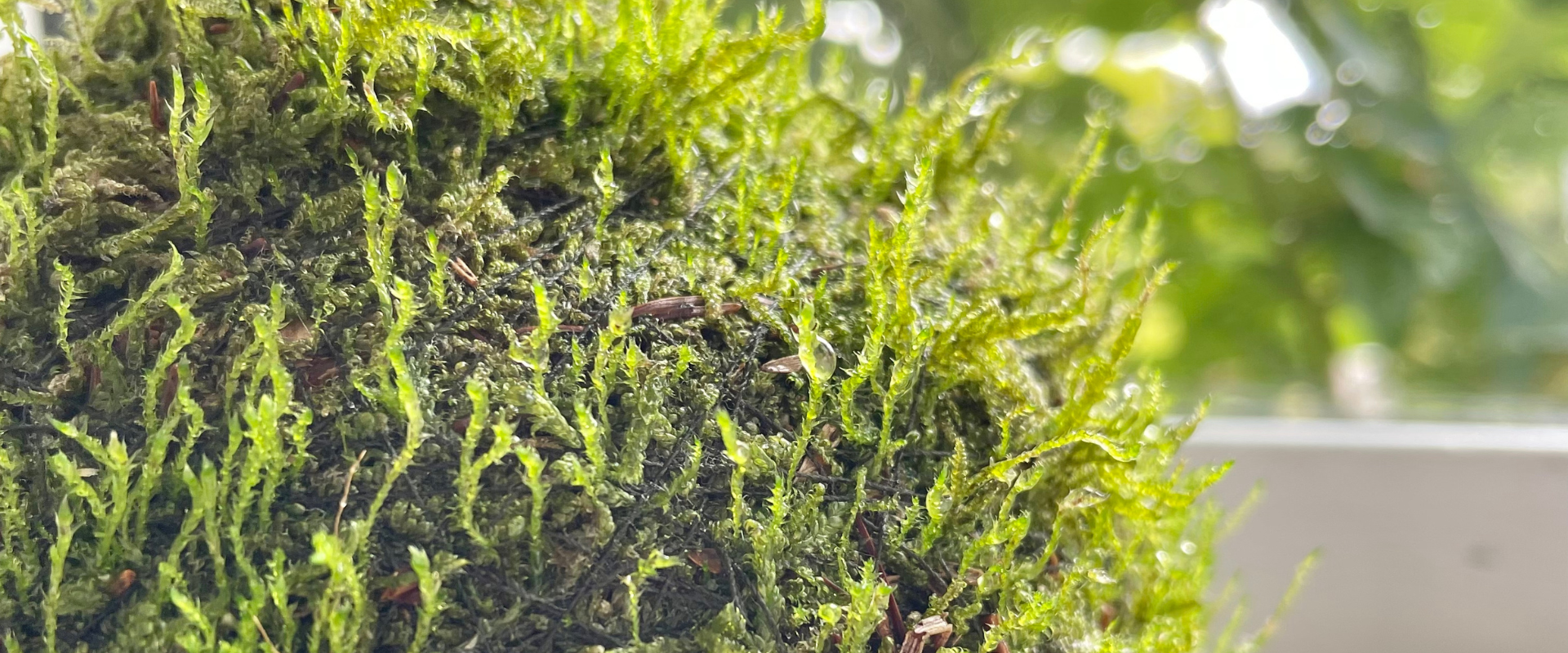 moss garden moss ball kokedama