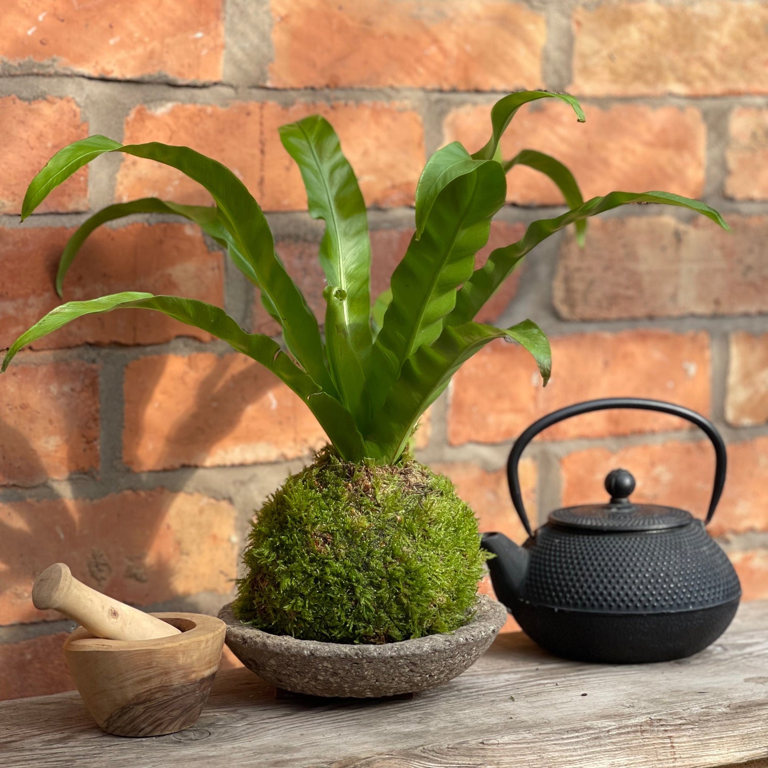 Gift Moss Bird's Nest Fern Kokedama Houseplant in Earthenware Plant Tray Gift Set