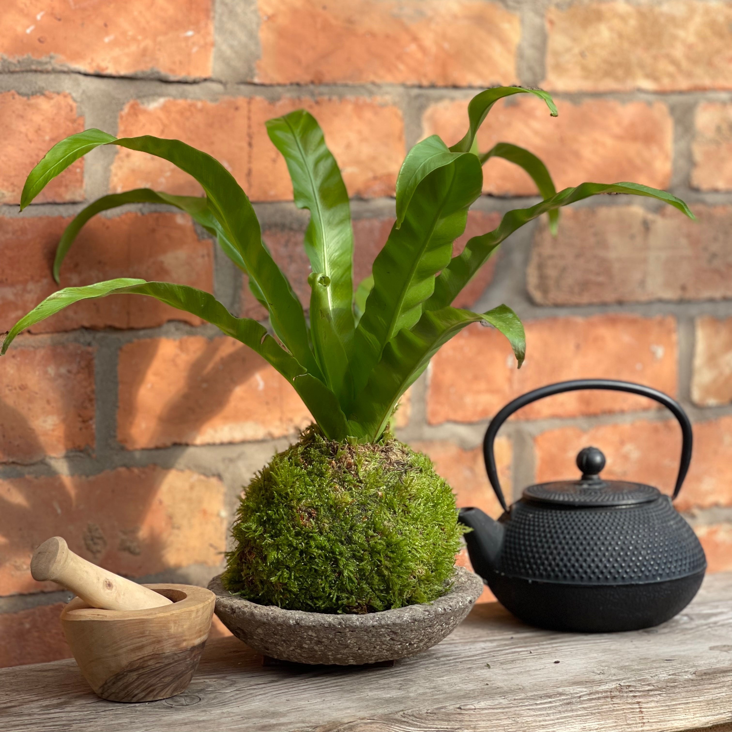 Gift Moss Bird&