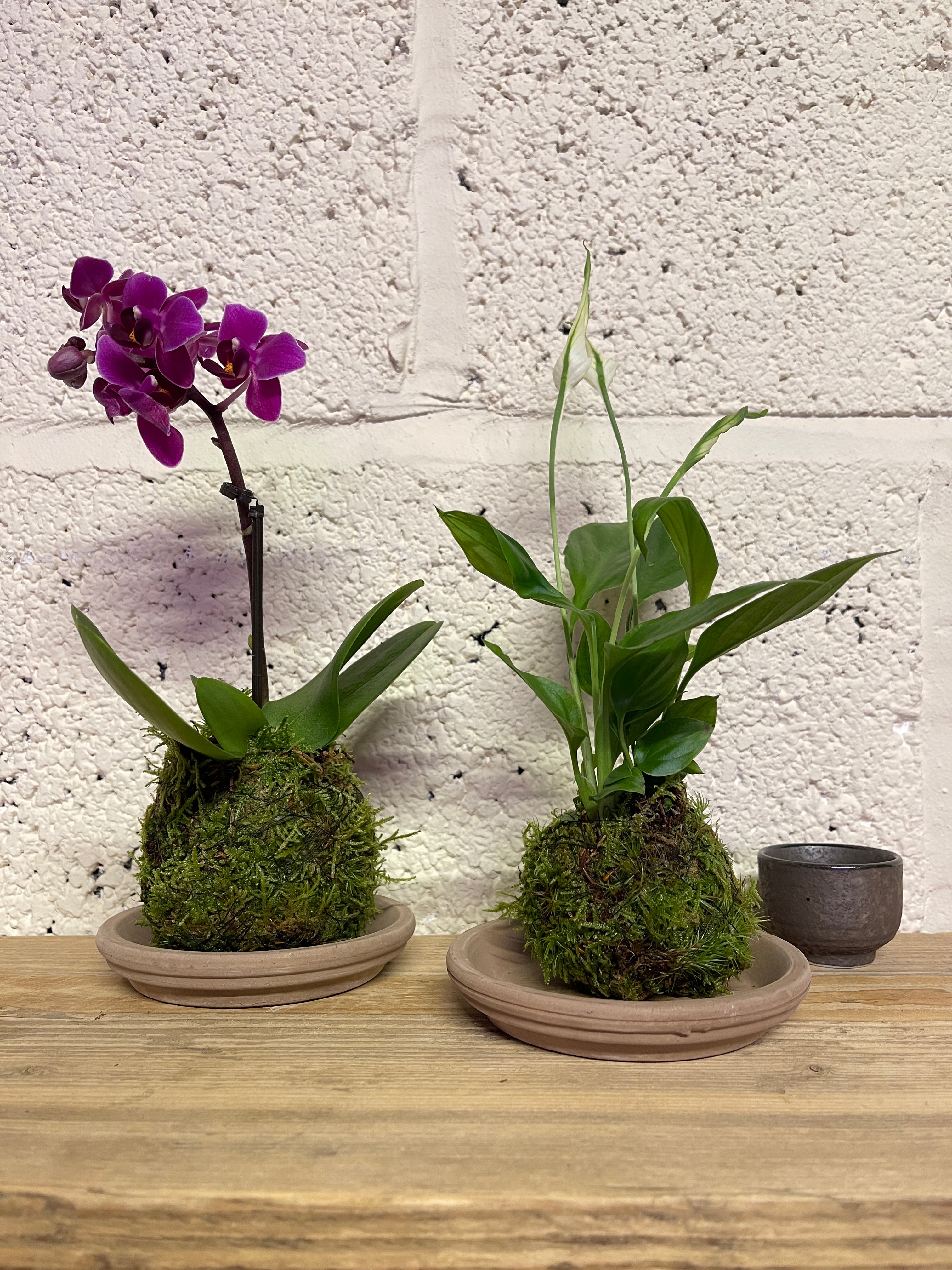 Orchid kokedama and Lilly kokedama