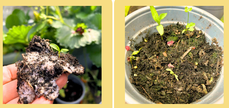 seed cards in soil growing