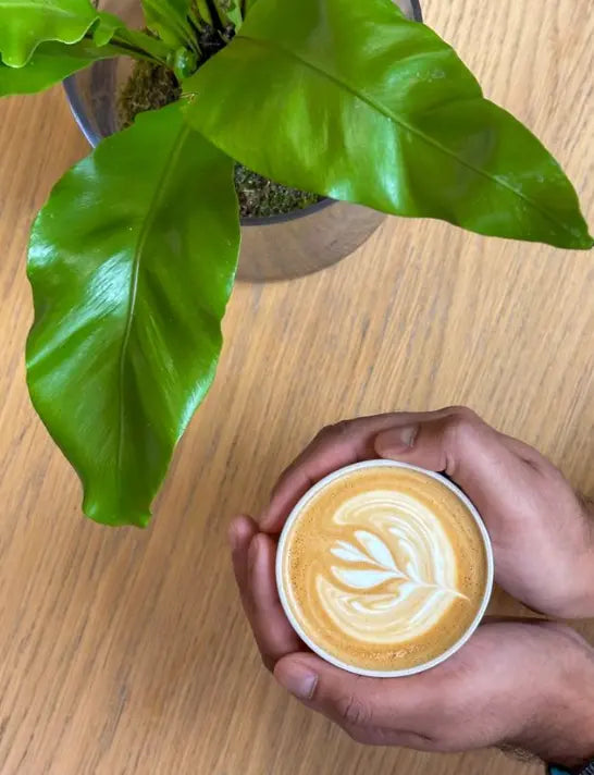 warm coffee and birds nest kokedama