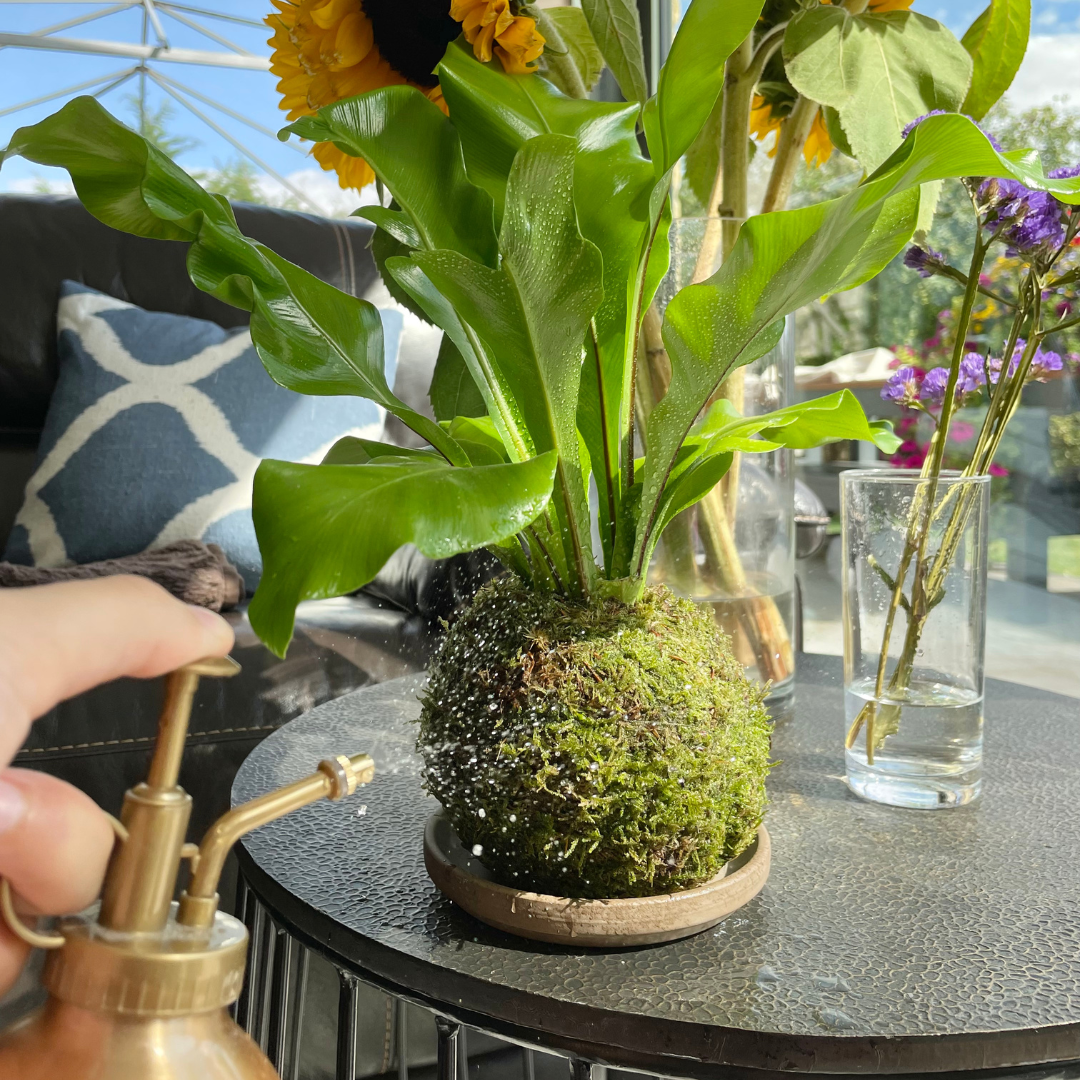 kokedama houseplants fern moss japanese inspired misting plants