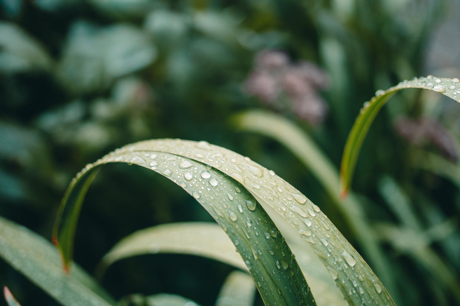 leaf water plants nature earth natural world