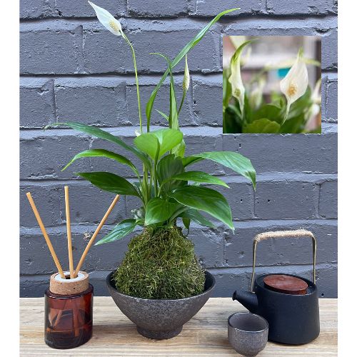 Peace lilly in bowl with white flower