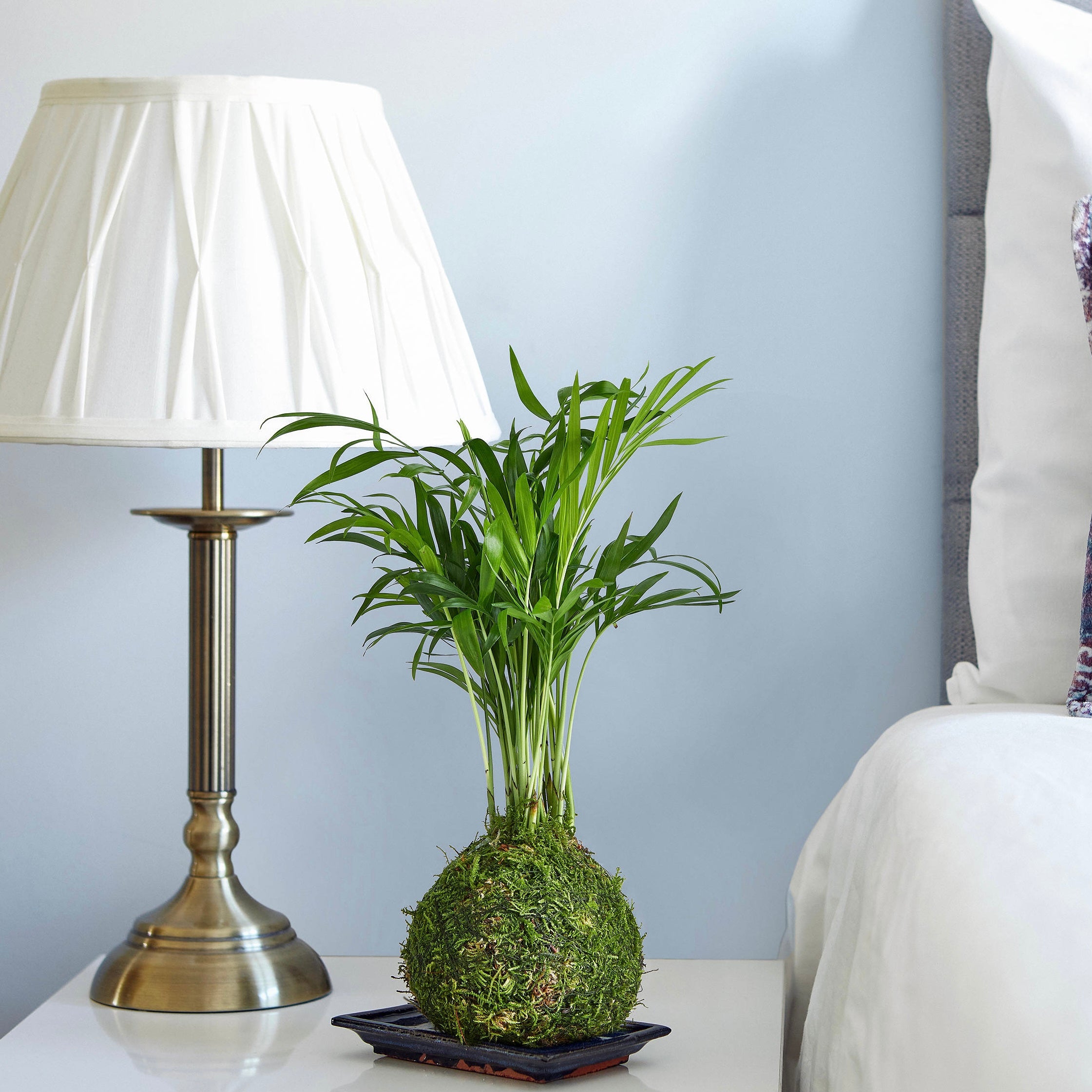 parlour palm shop online uk indoor low light plant