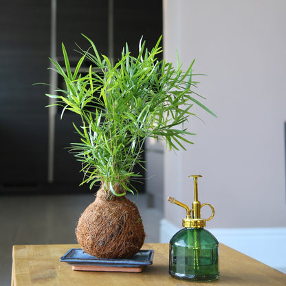 Asparagus Falcatus Fern Coco-Fibre Kokedama Tranquil Plants