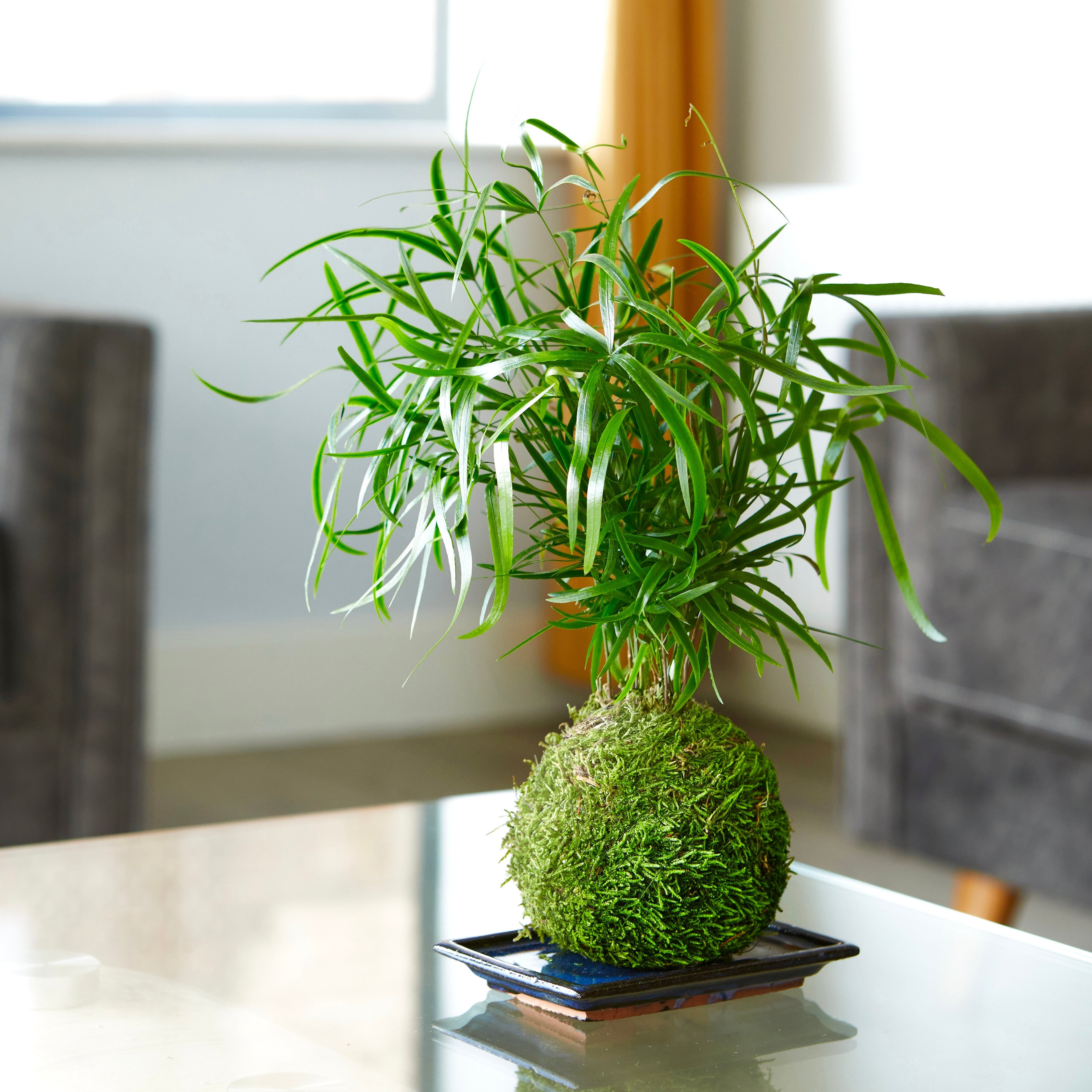 asparagus house plant Easy Care Air Purifying Indoor Plants