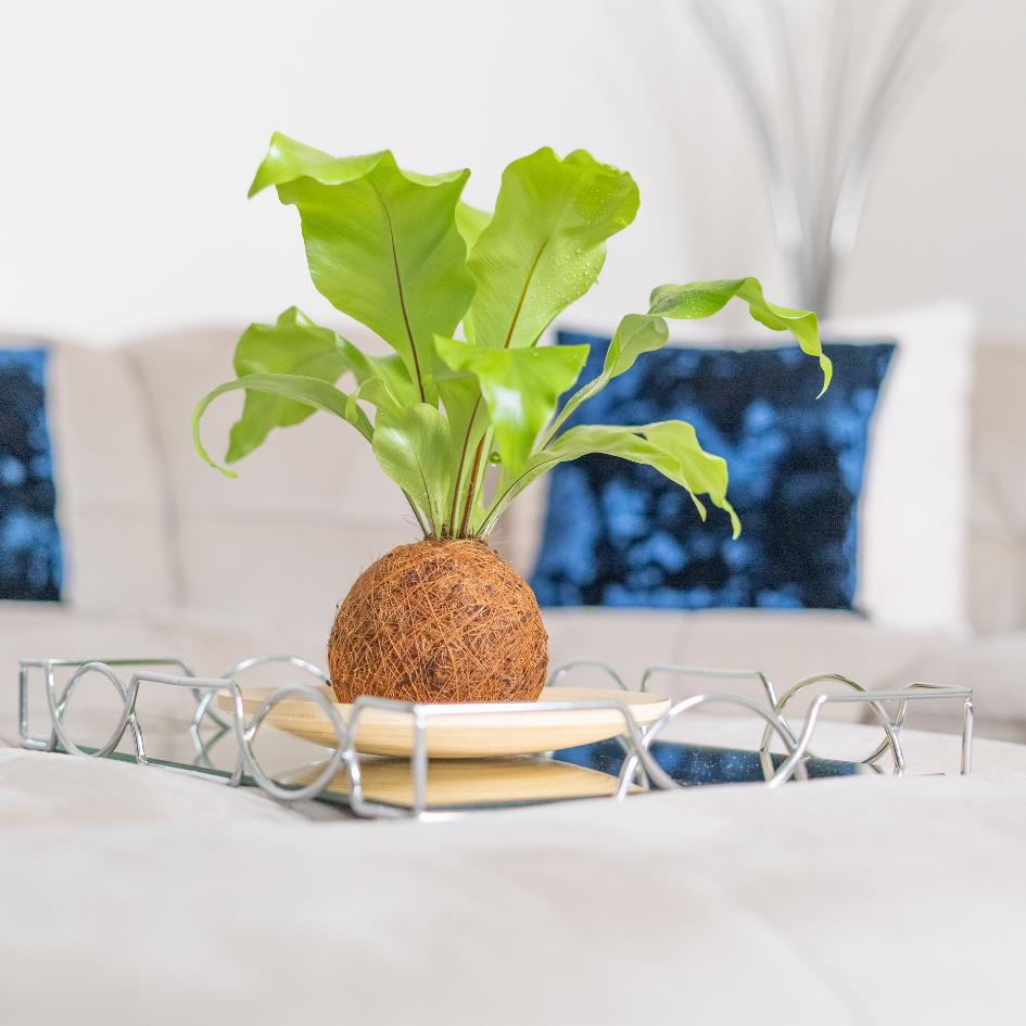Birds Nest Coco Fibre Fern Kokedama Tranquil Plants