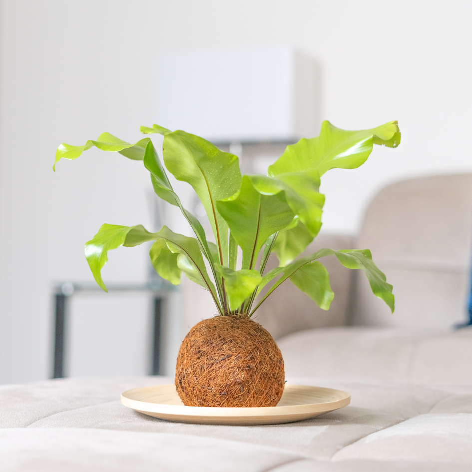 Birds Nest Coco Fibre Fern Kokedama Tranquil Plants