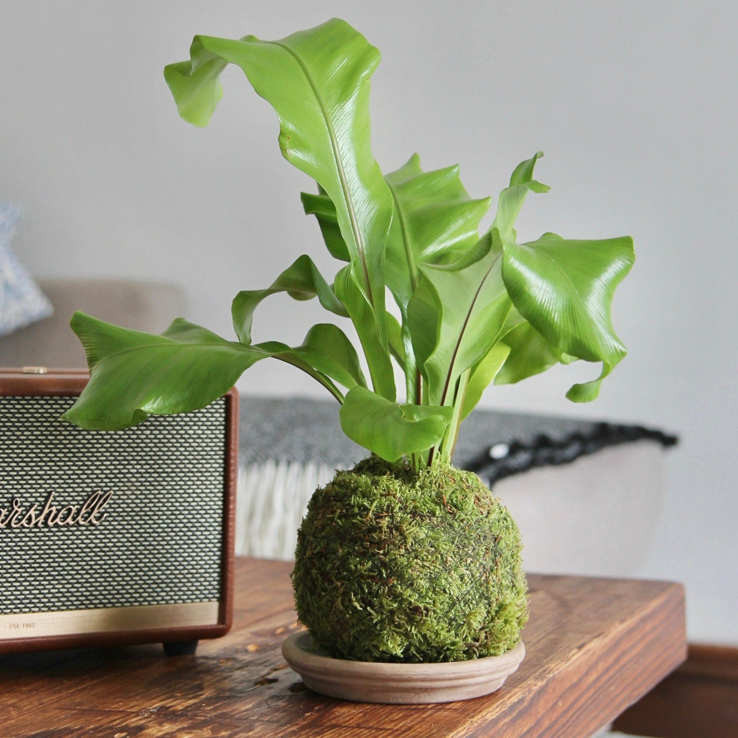 kokedama indoor plants Birds Nest Fern | Bonsai Kokedama