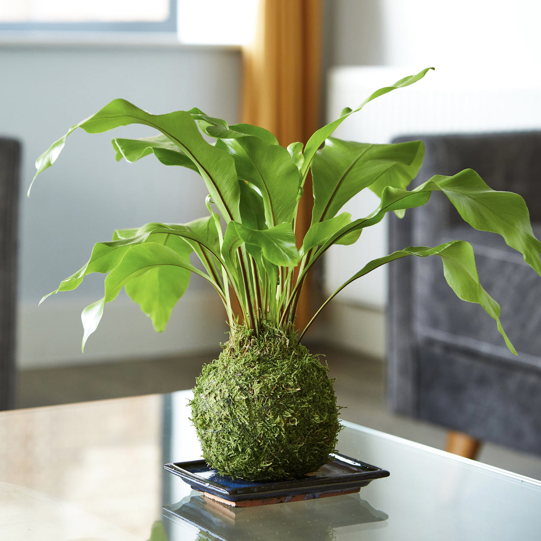 Kokedama Birds Nest Fern Bonsai Style (fresh air plant) by Tranquil Plants