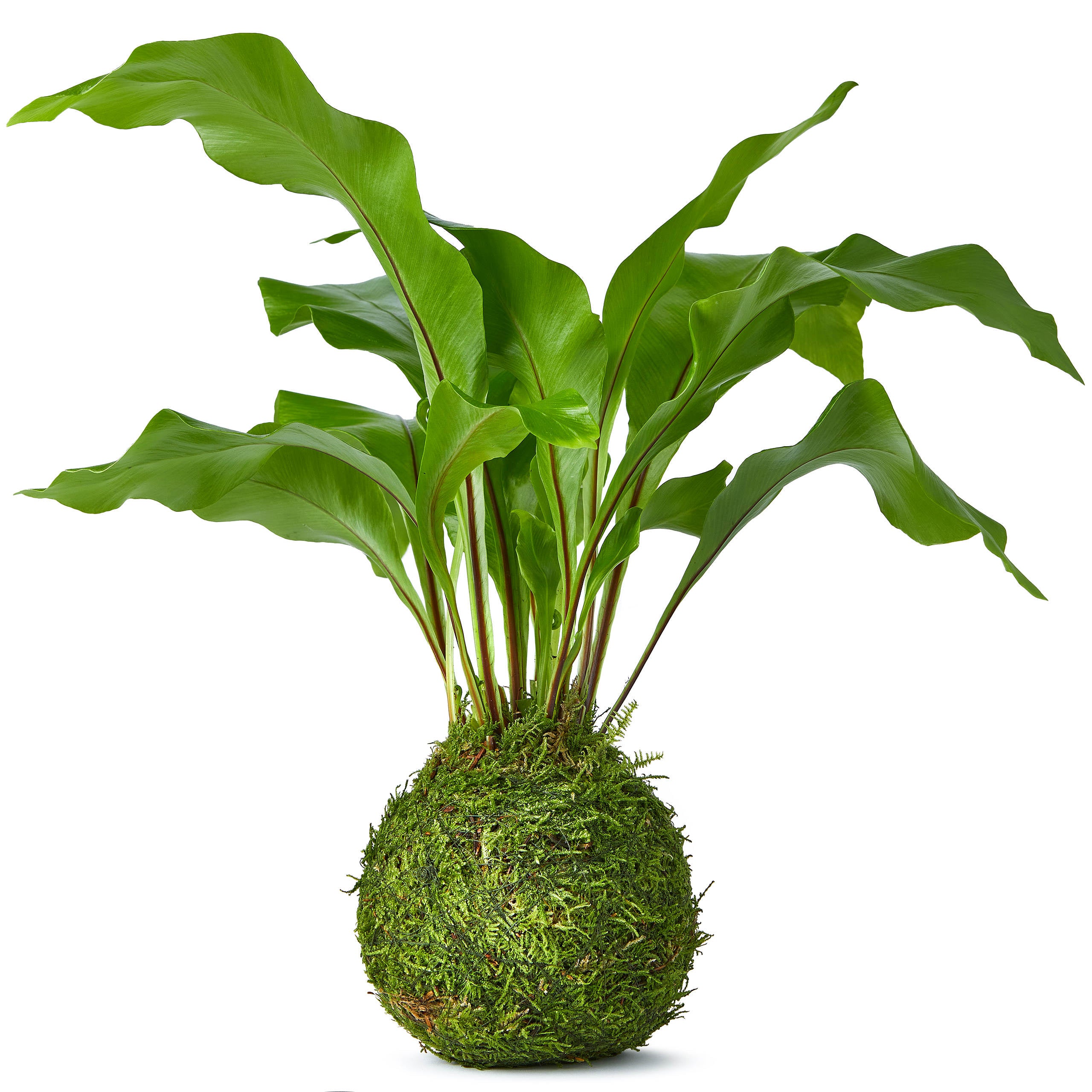 Kokedama Birds Nest Fern Bonsai Style (fresh air plant) by Tranquil Plants