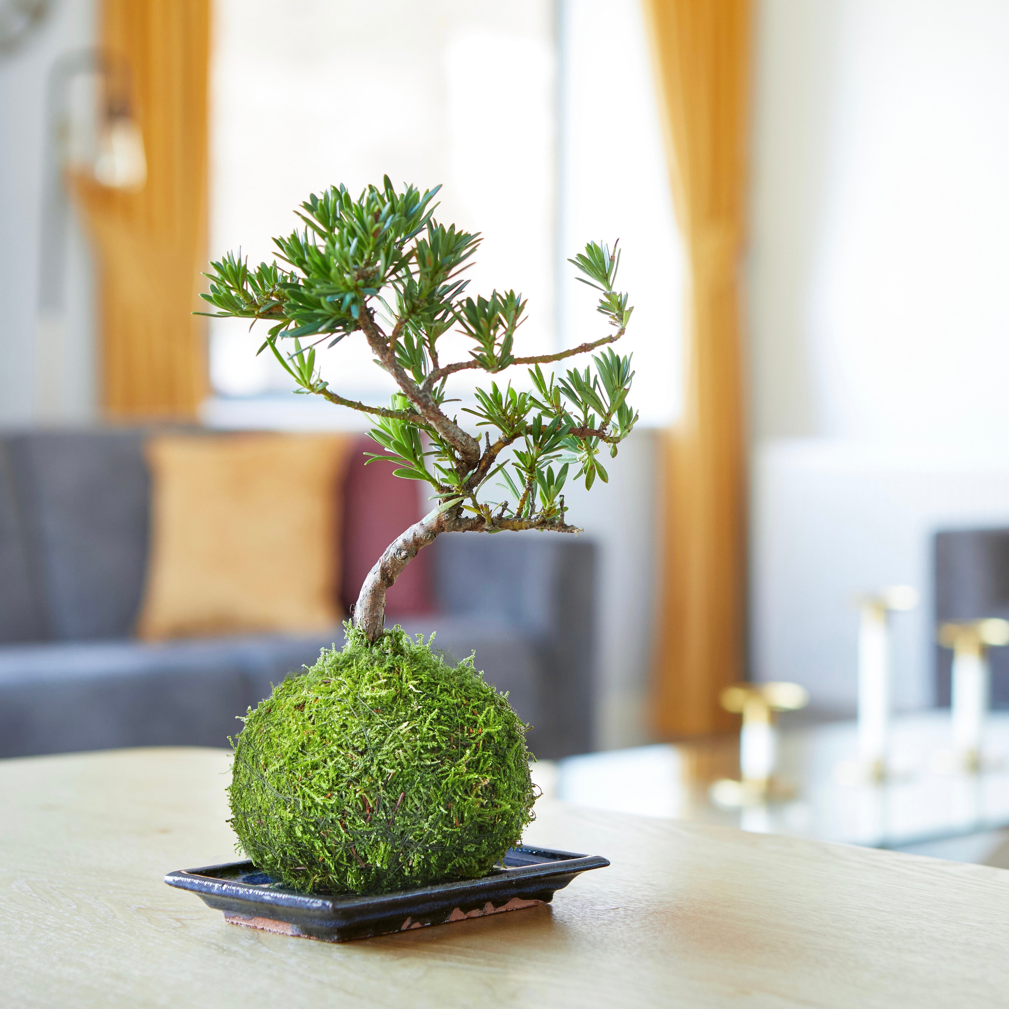 Buddhist Pine Bonsai Tree Kokedama in mossball Houseplant by Tranquil Plants