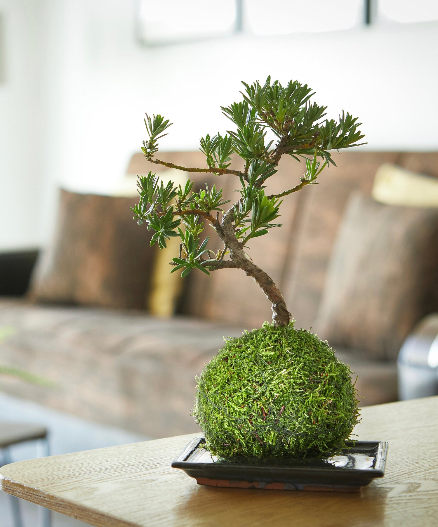 Buddhist Pine Bonsai Tree Kokedama Houseplant by Tranquil Plants