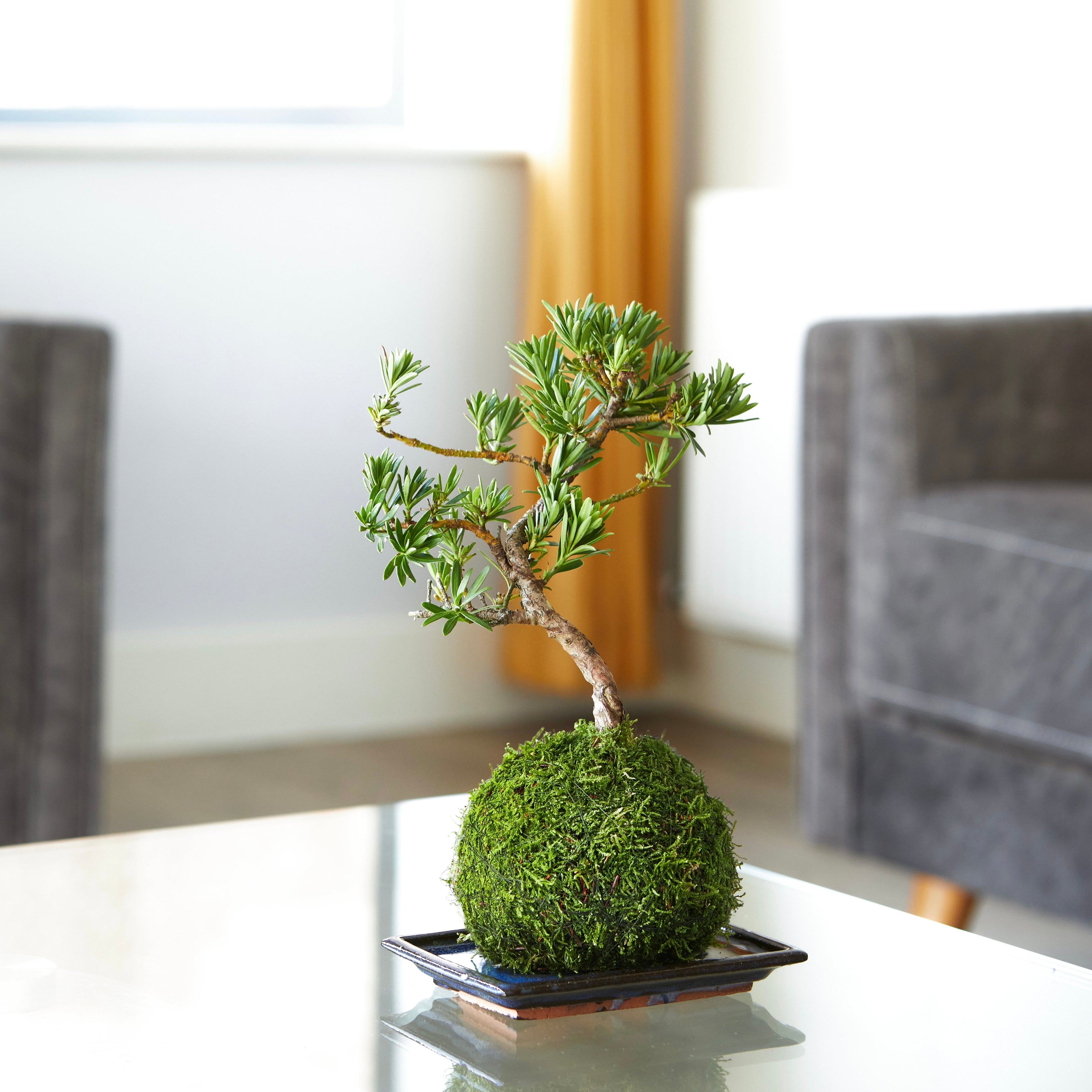 Buddhist Pine Bonsai Tree in moss ball Kokedama Houseplant by Tranquil Plants