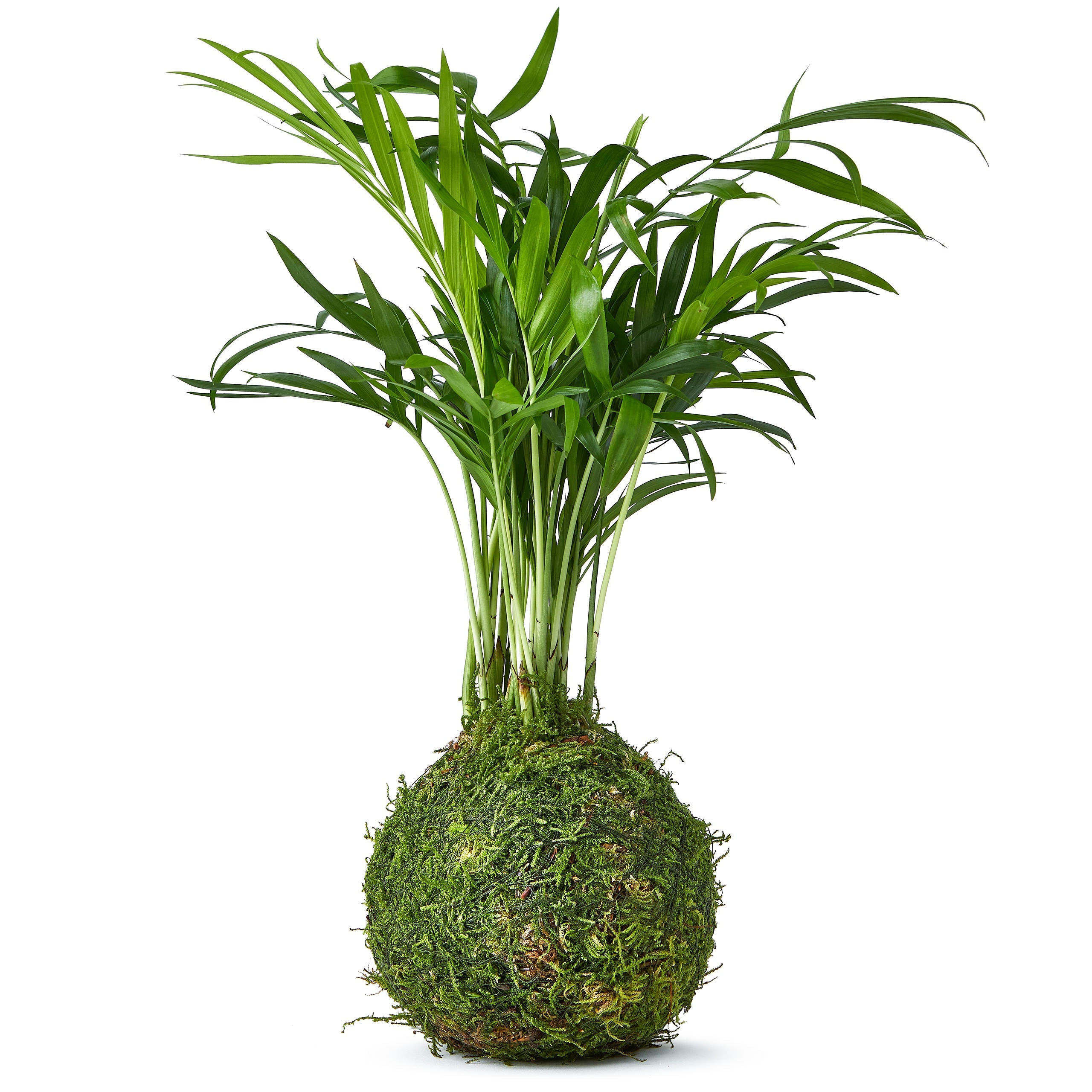 Kokedama Palm fresh air Bonsai Style Tree